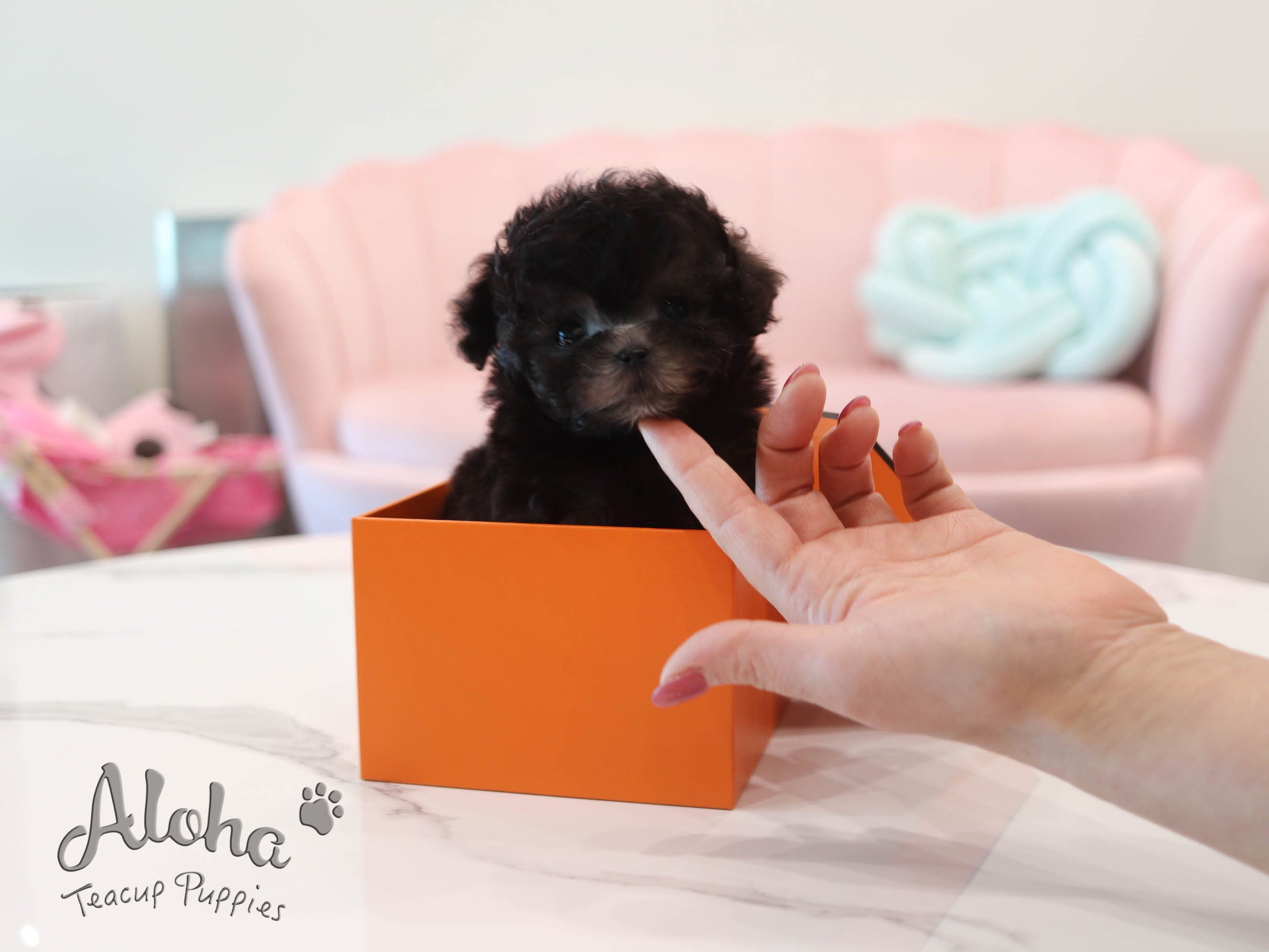 Oreo [TEACUP POODLE]