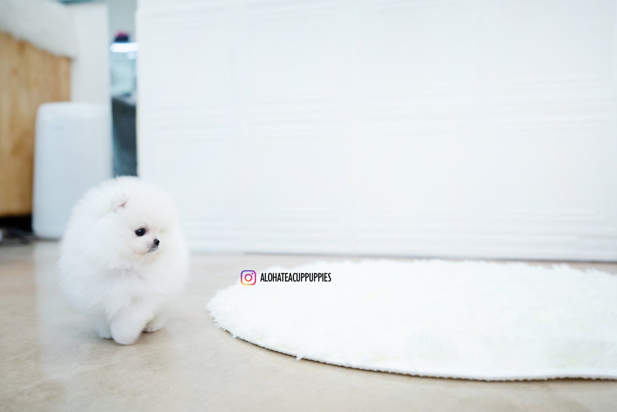 Enzo [POMERANIAN]