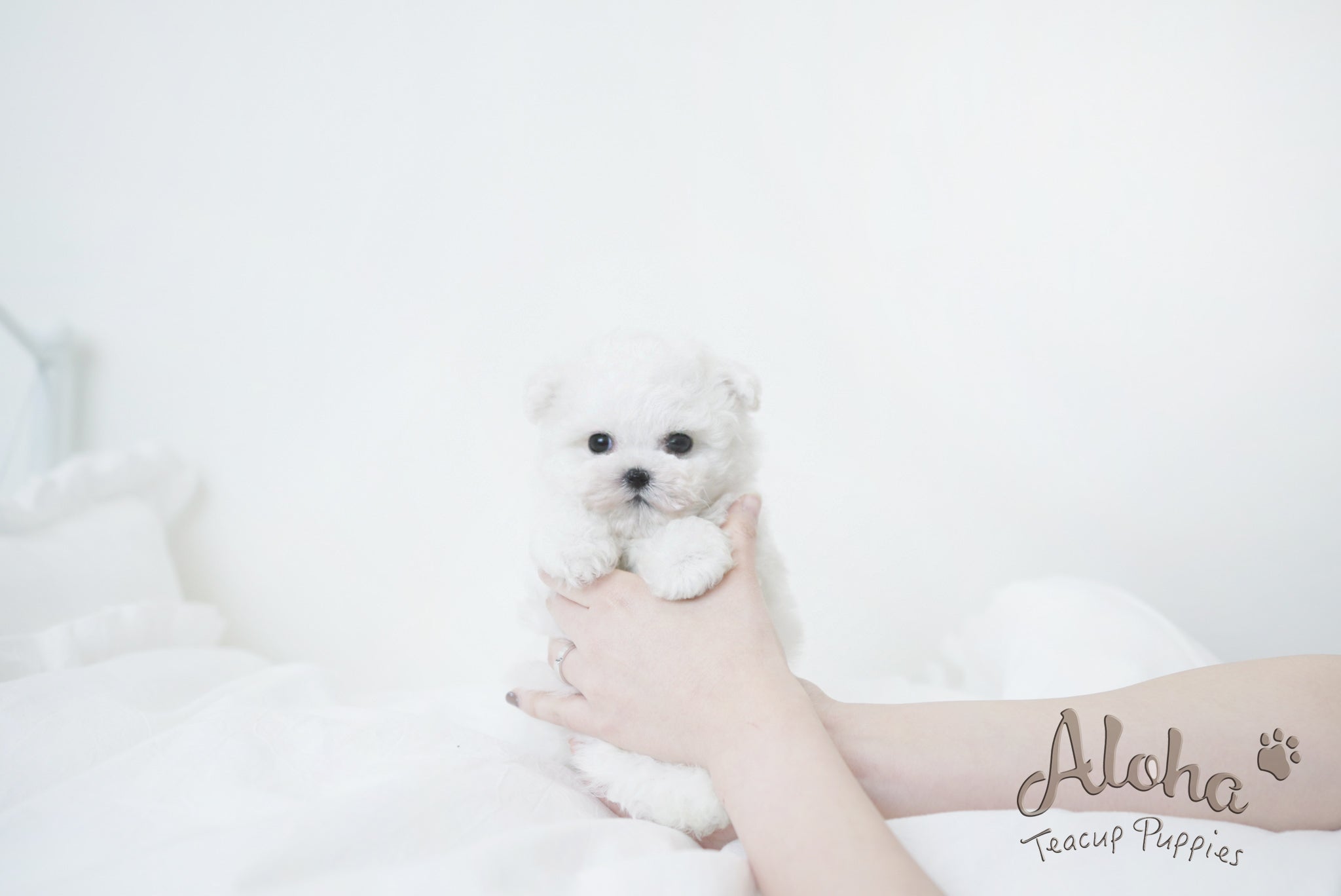 Oatmeal [TEACUP Bichon]
