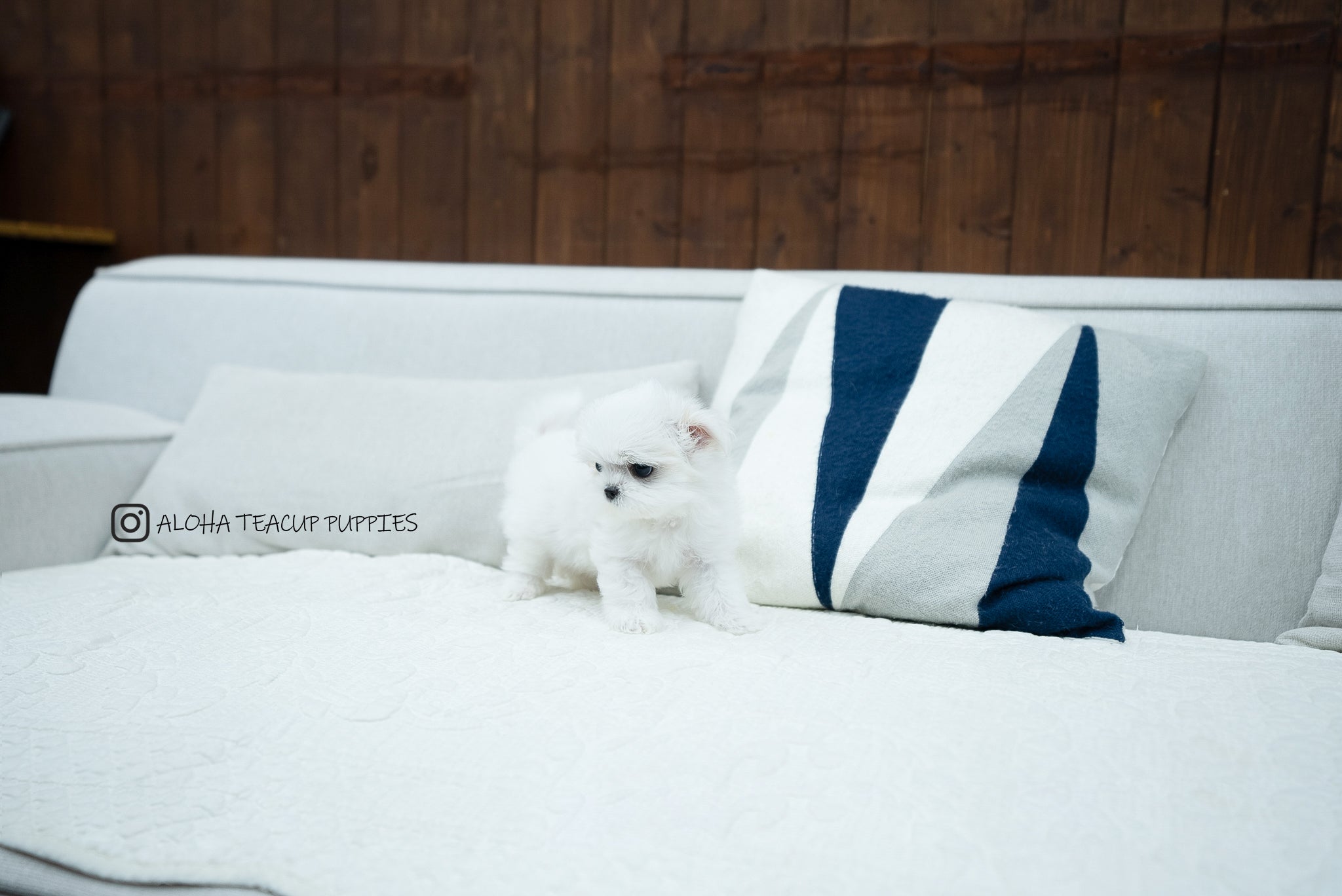 Bono [TEACUP MALTESE]