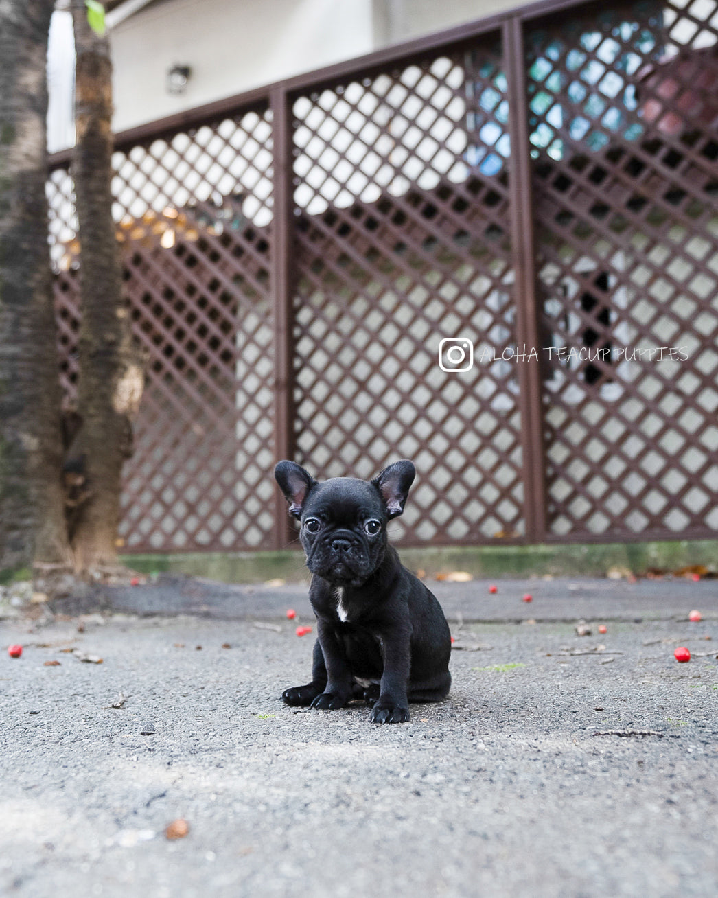 Poppy [FRENCH BULLDOG]