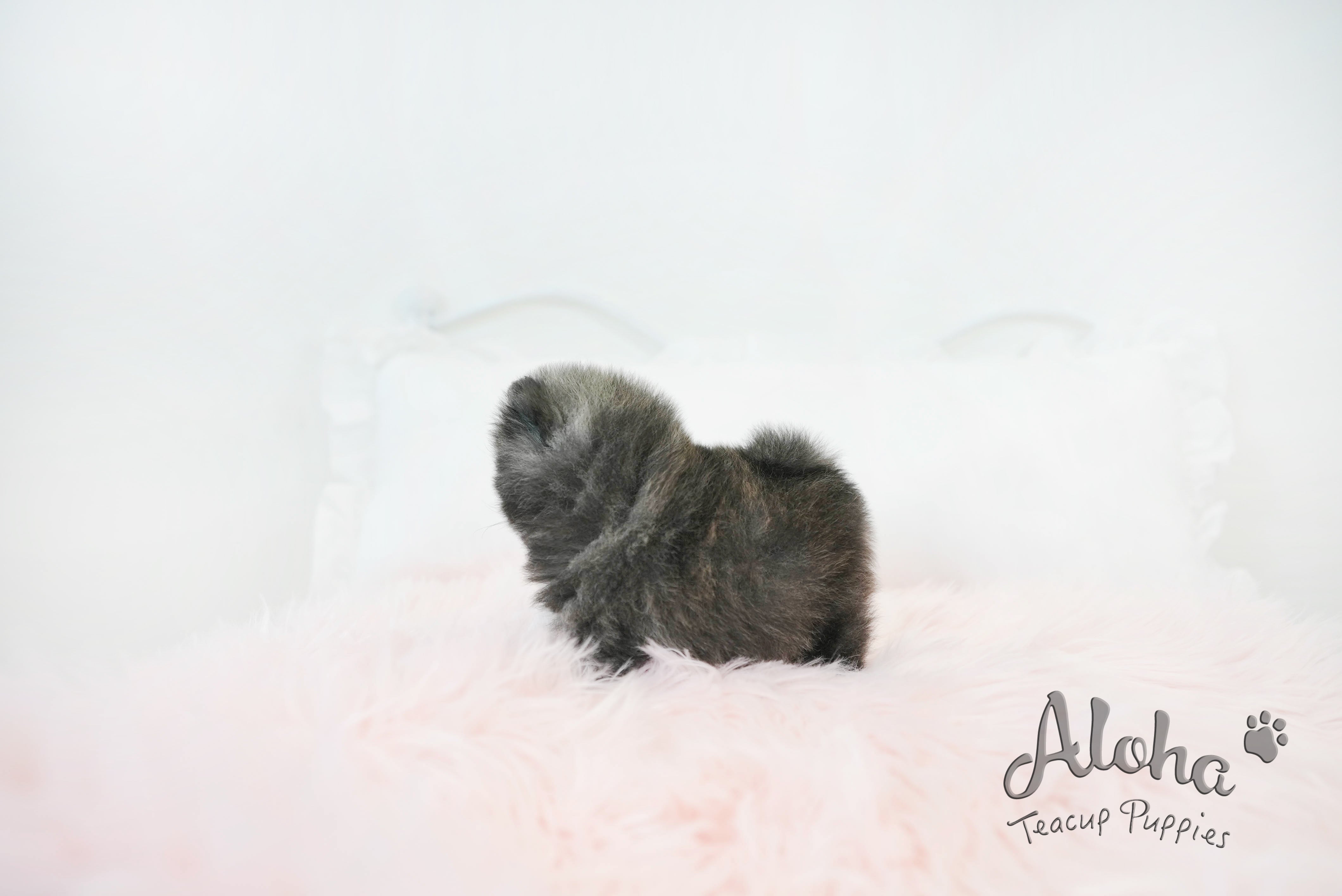 Violet [TEACUP POMERANIAN]