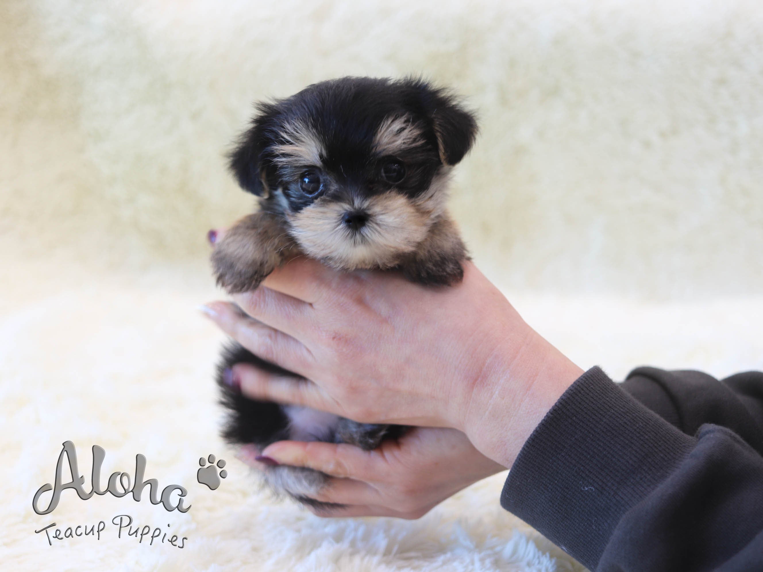 Taco [TEACUP Morkie]