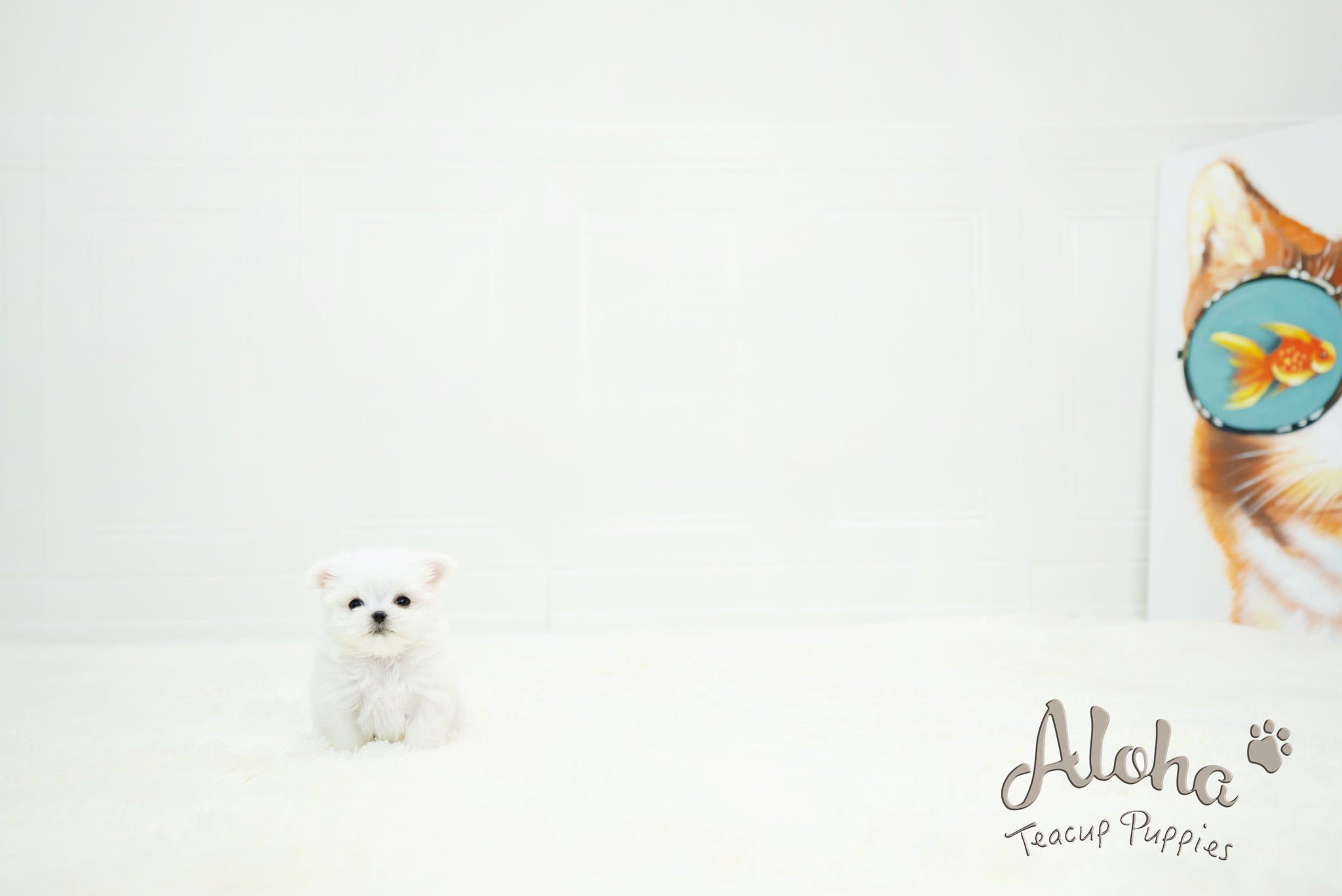 Chloe [TEACUP MALTESE]