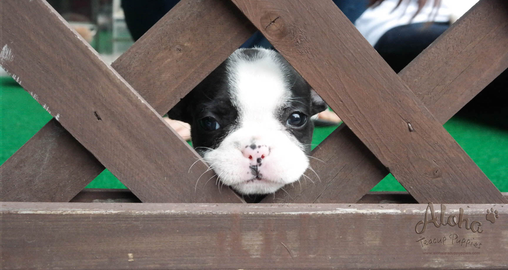 Sold to Jacob, Megan [Teacup French Bulldog]