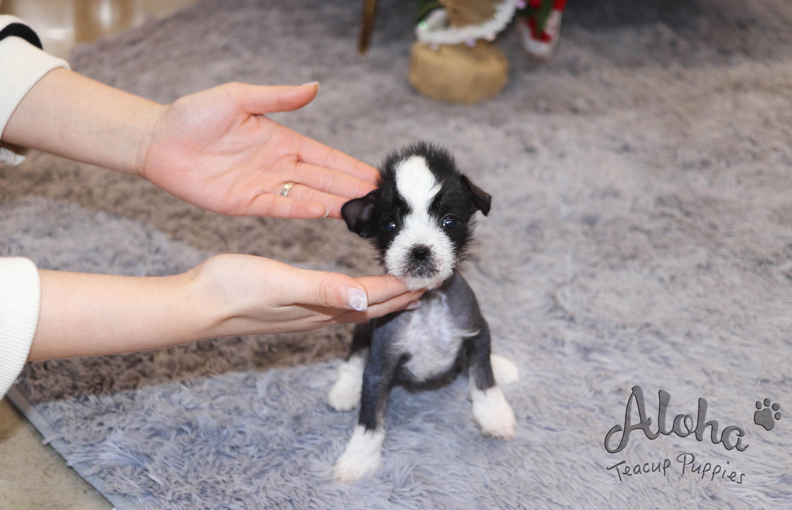 Verawang [TEACUP Chinese Crested]