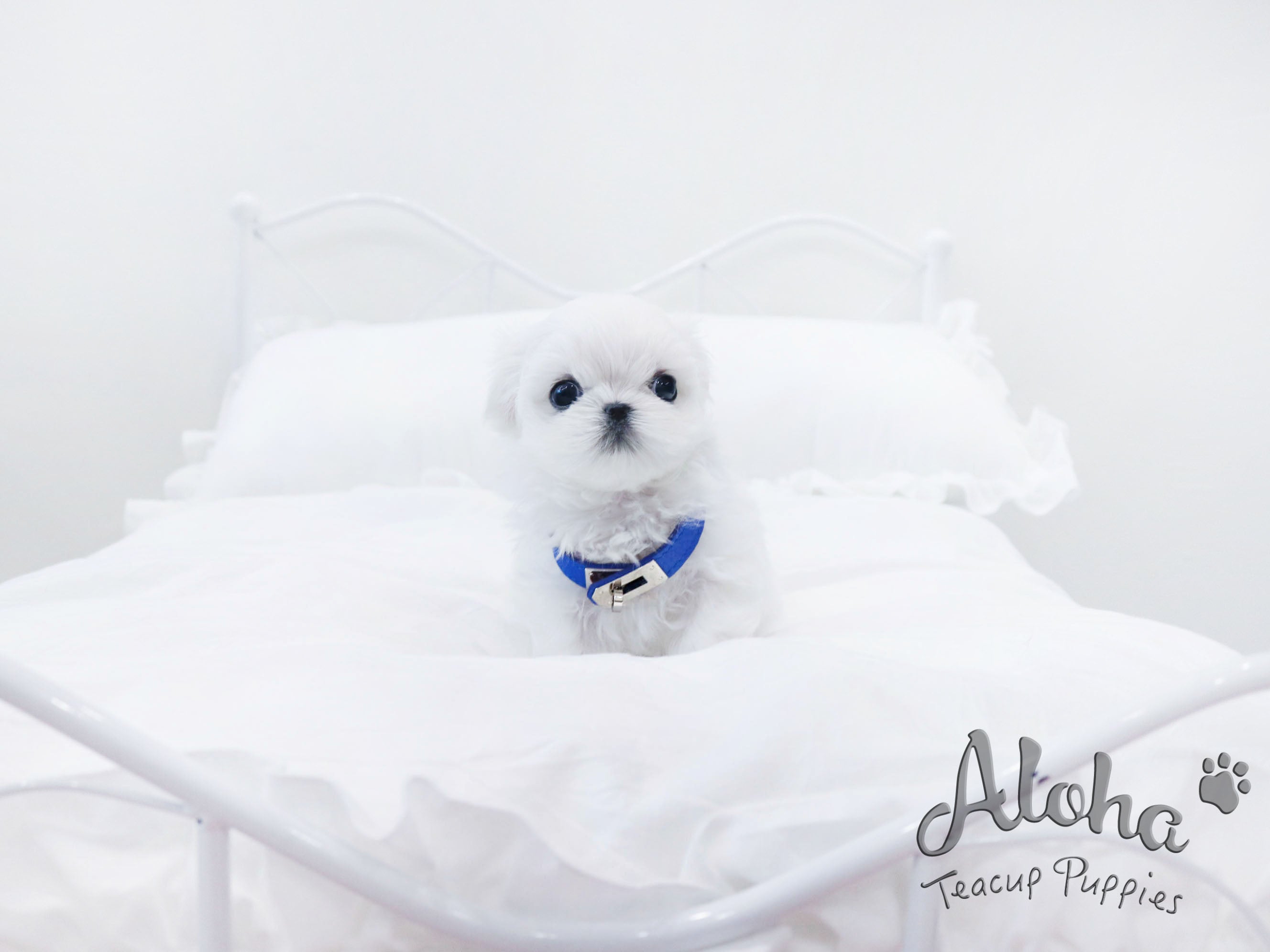 MARSHMALLOW [TEACUP MALTESE]
