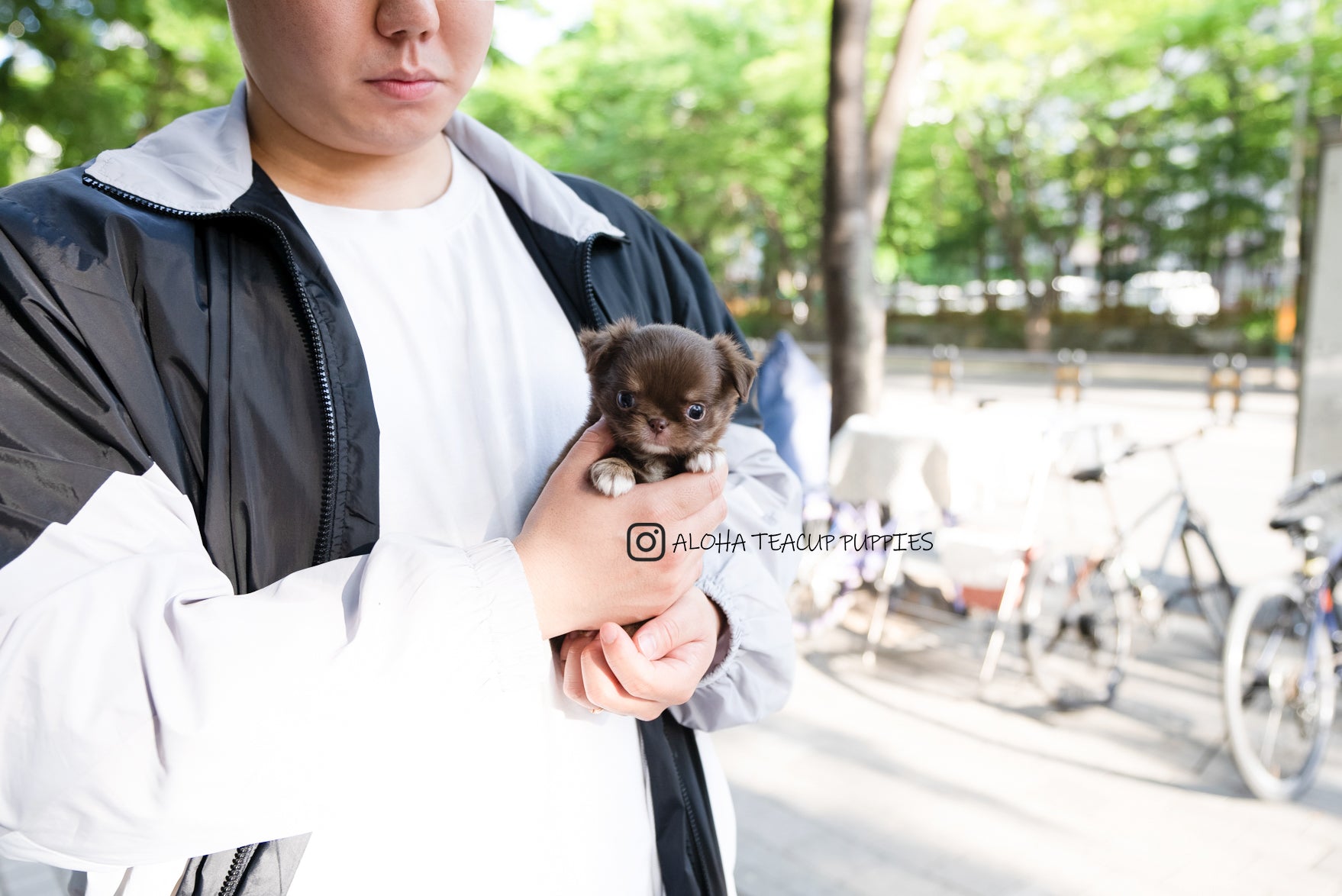 Kenzo [TEACUP Chihuahua]