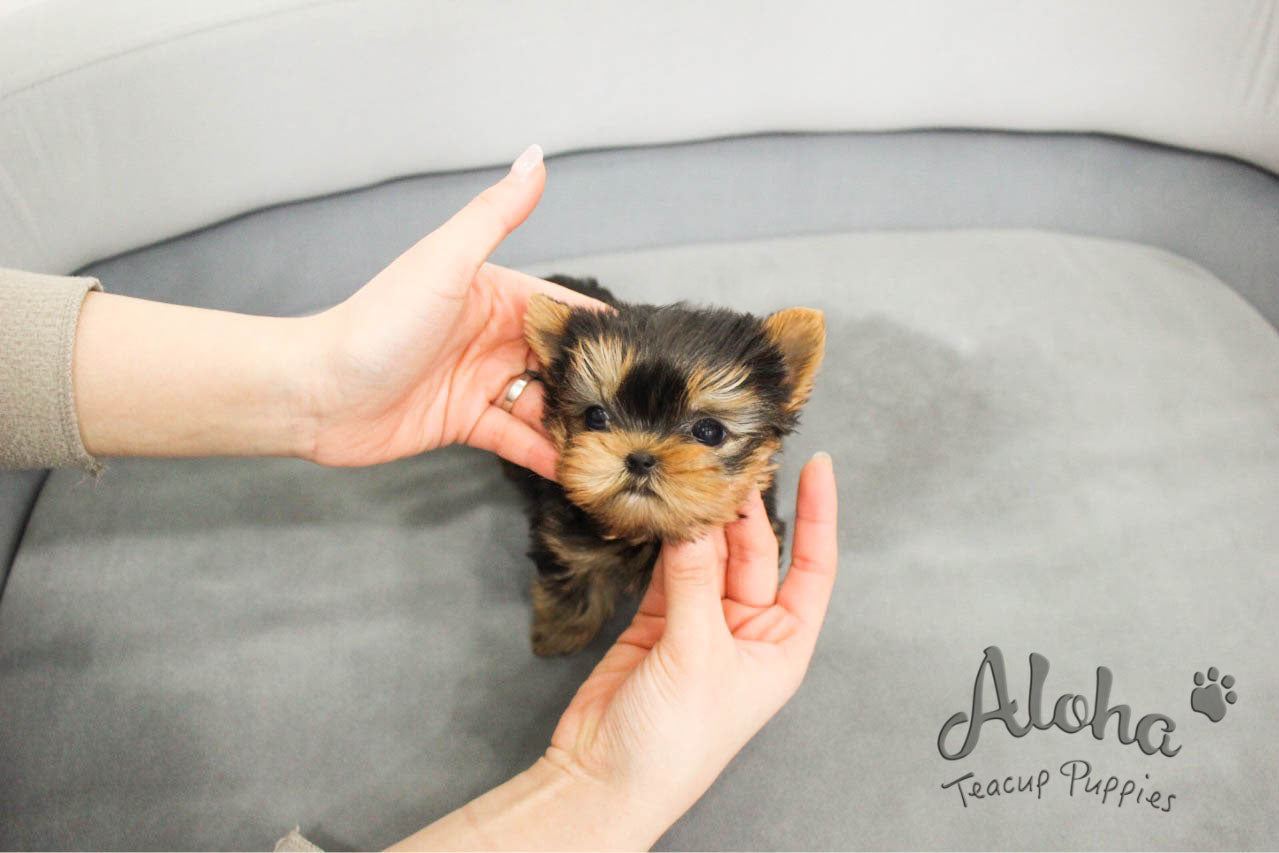 Biscuit [TEACUP Yorkie]
