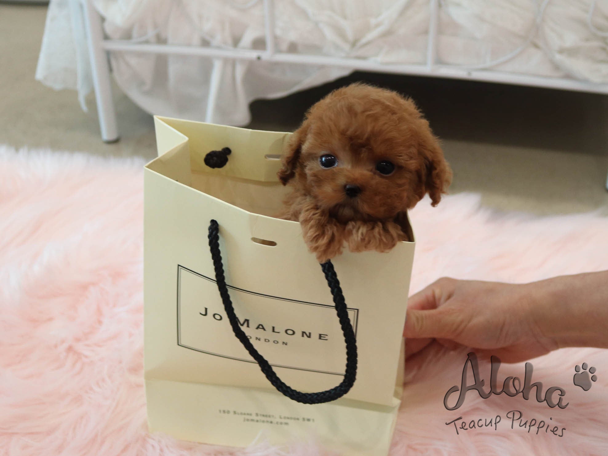 FENDI [TEACUP POODLE]