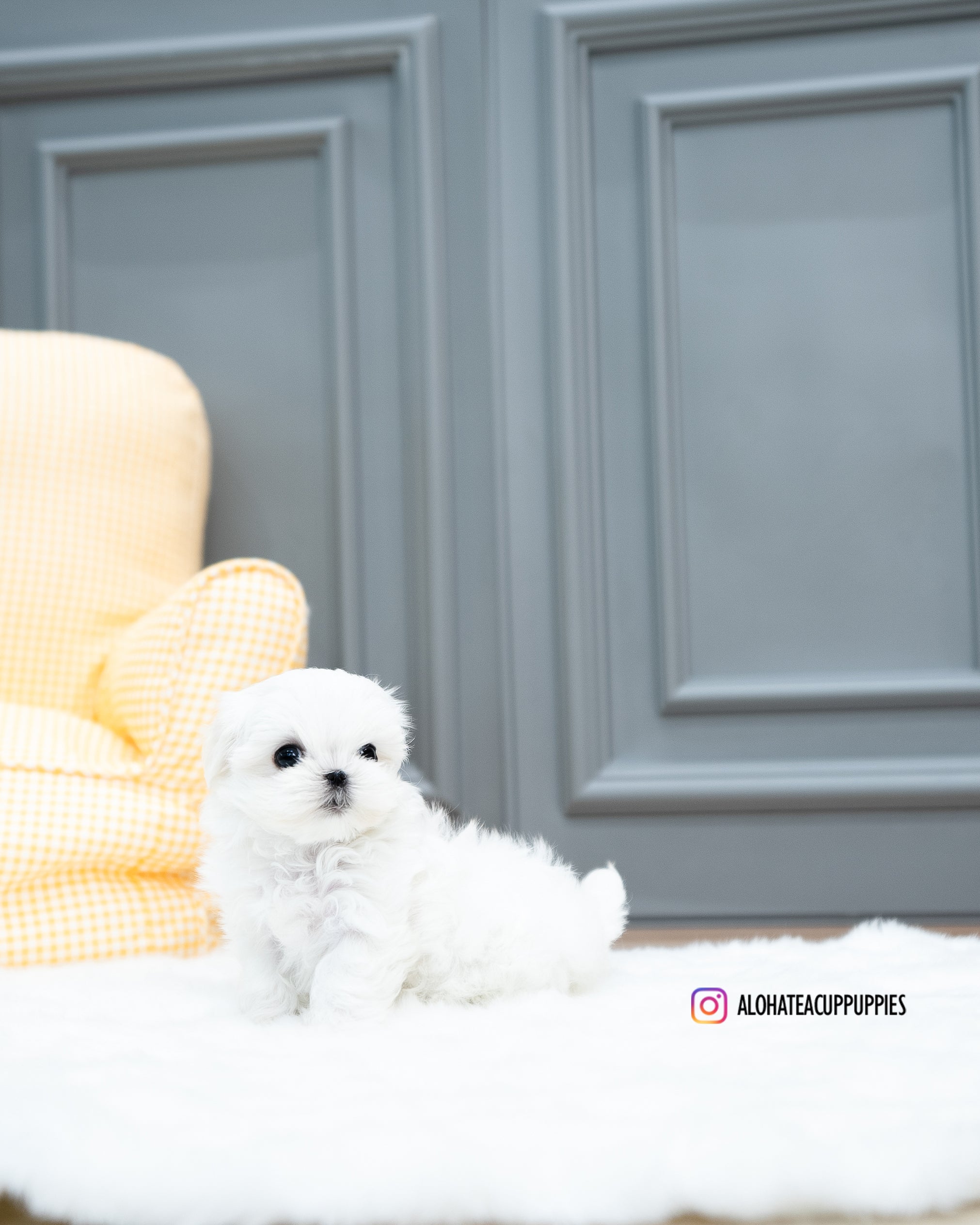 Bubble [TEACUP MALTESE]