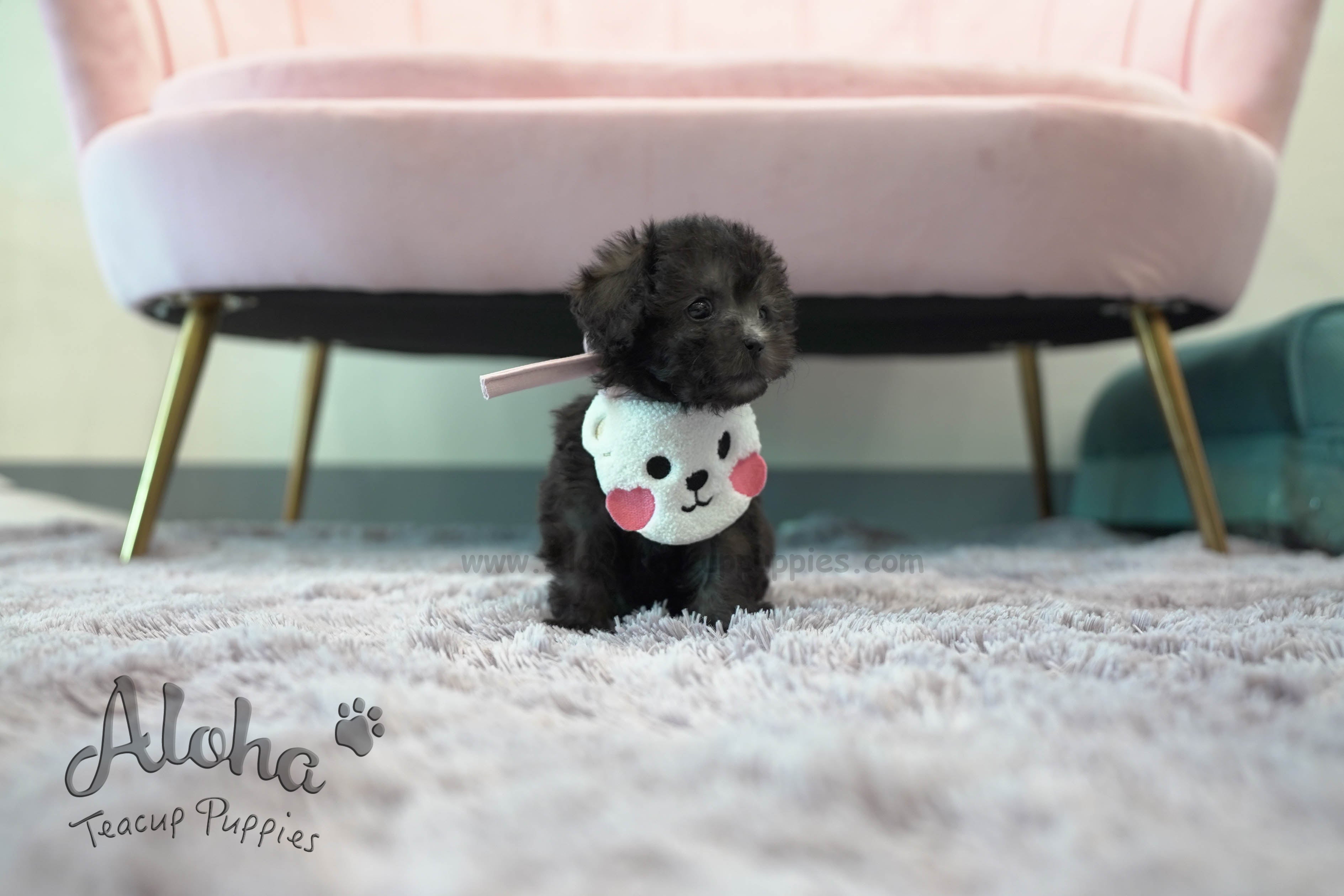 Tiramisu [TEACUP POODLE]