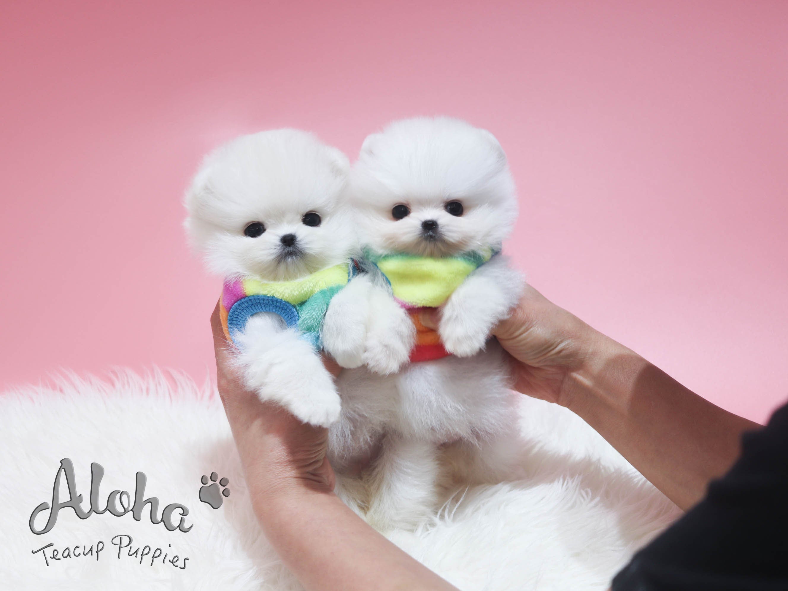 Dolce [TEACUP POMERANIAN]