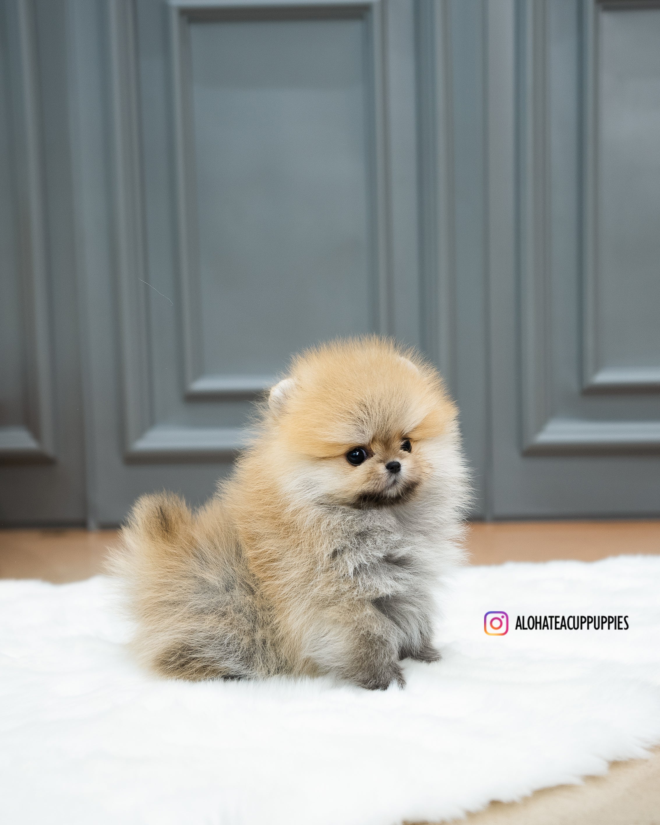 Reese [TEACUP POMERANIAN]