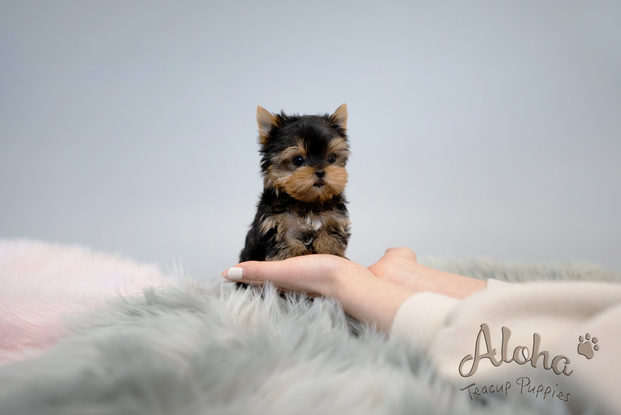 Fanny [TEACUP YORKIE]