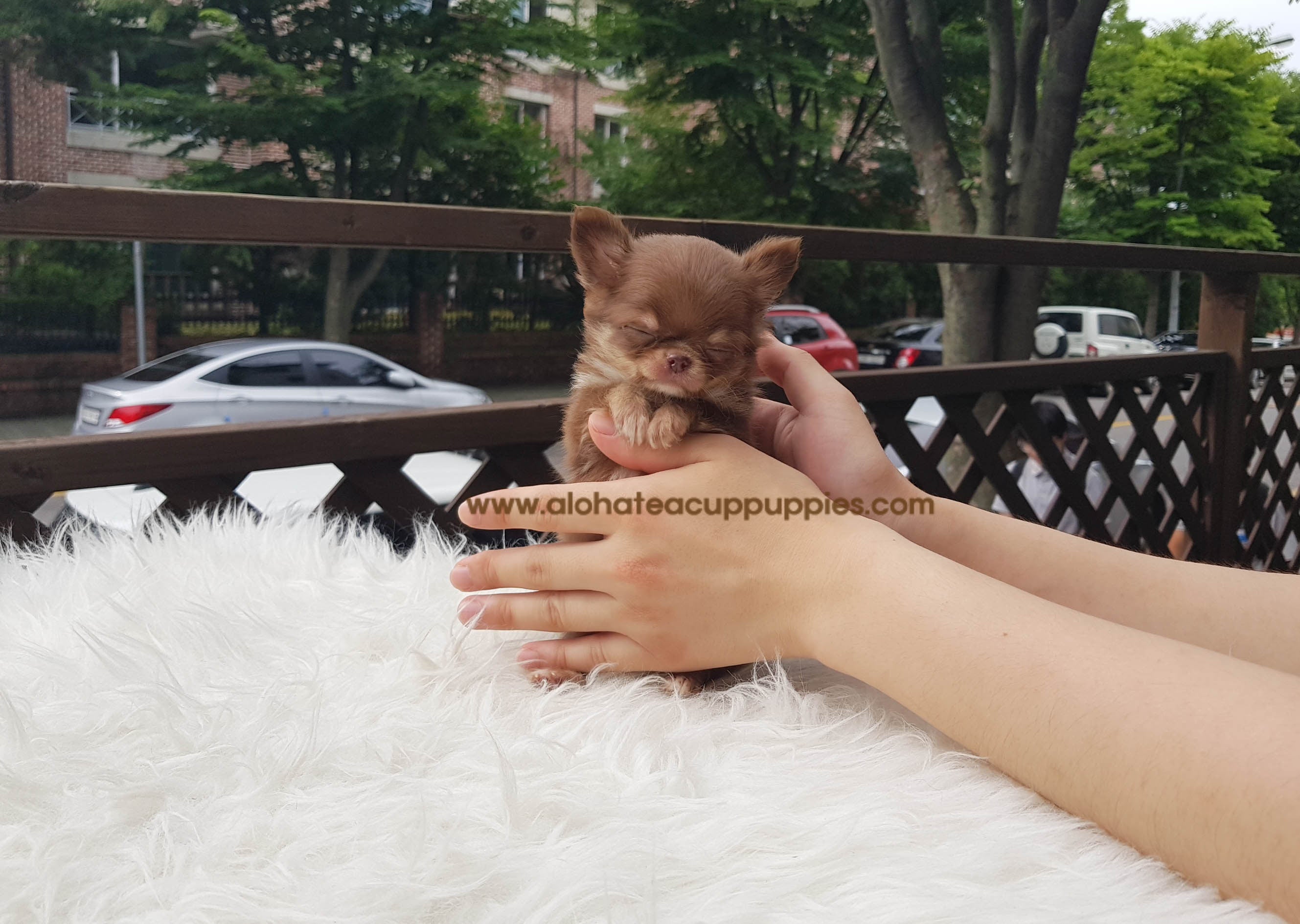 Woody - [Chihuahua] - Sold to Paul Buechele