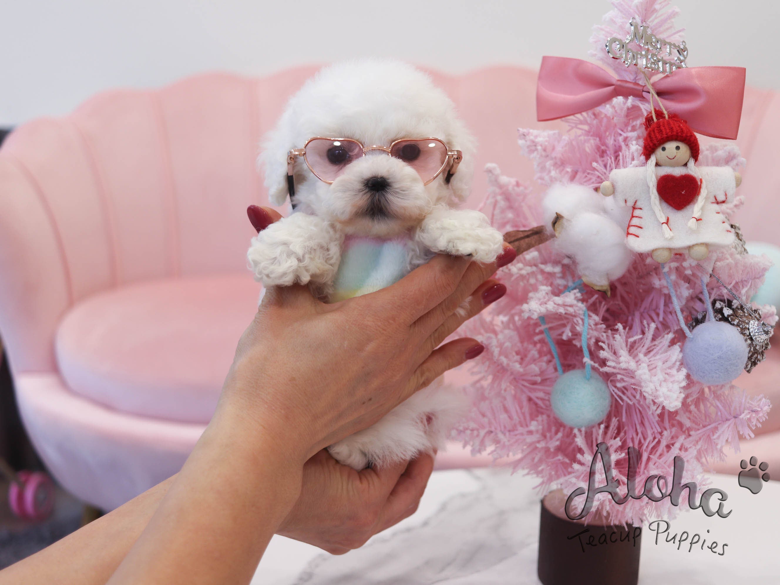 Dorothy [TEACUP Bichon]