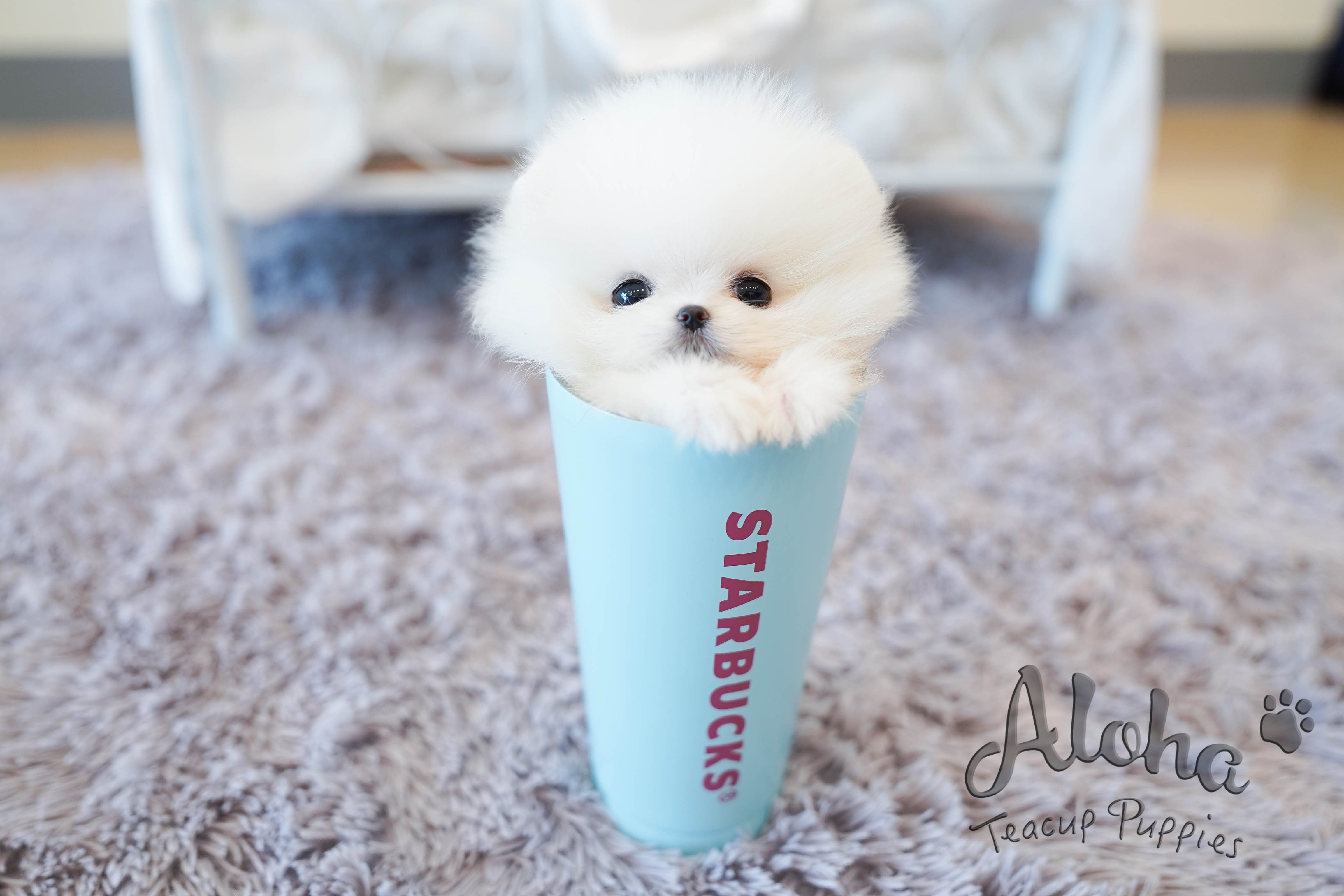 Merry [TEACUP POMERANIAN]