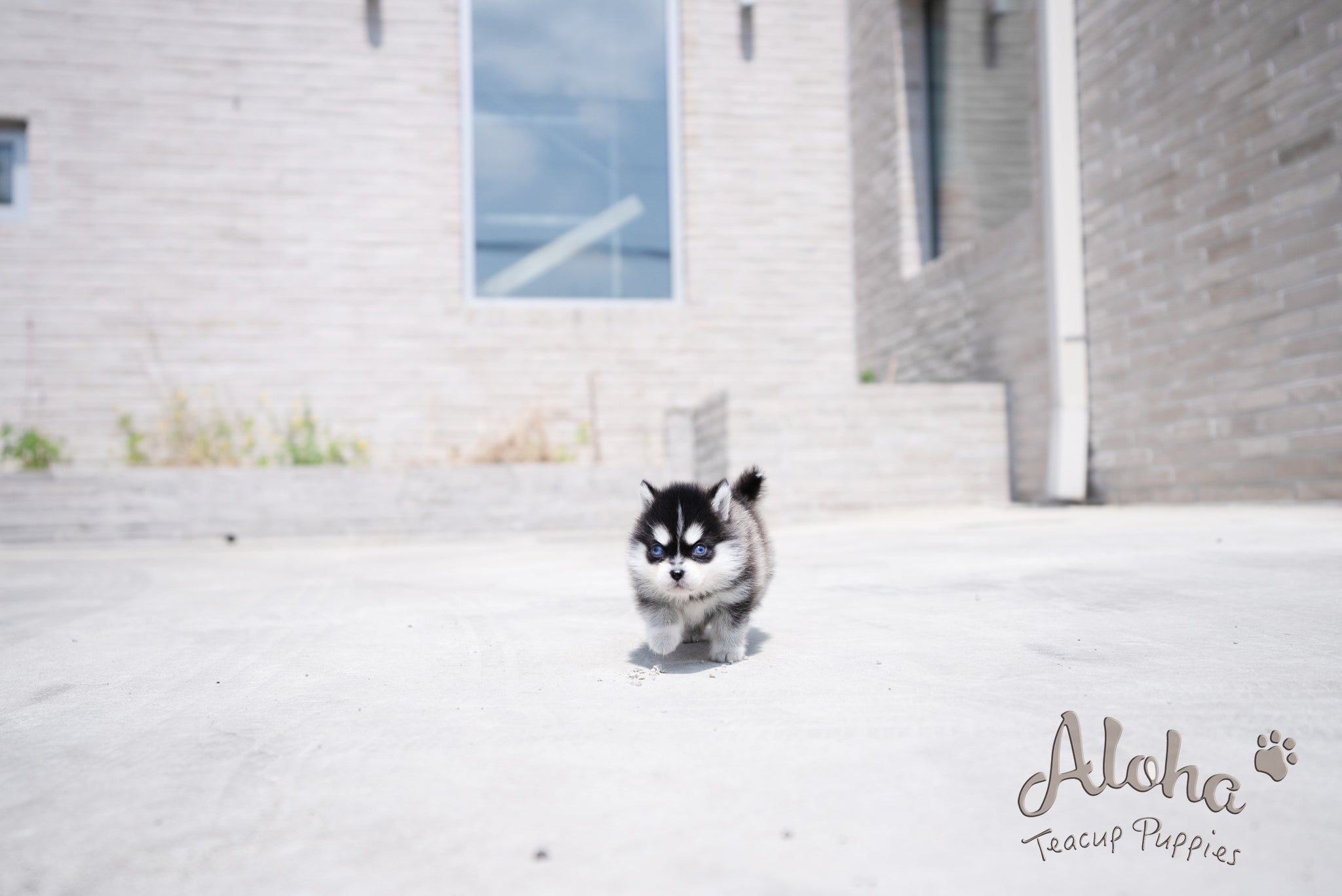 Alex [TEACUP Pomsky]