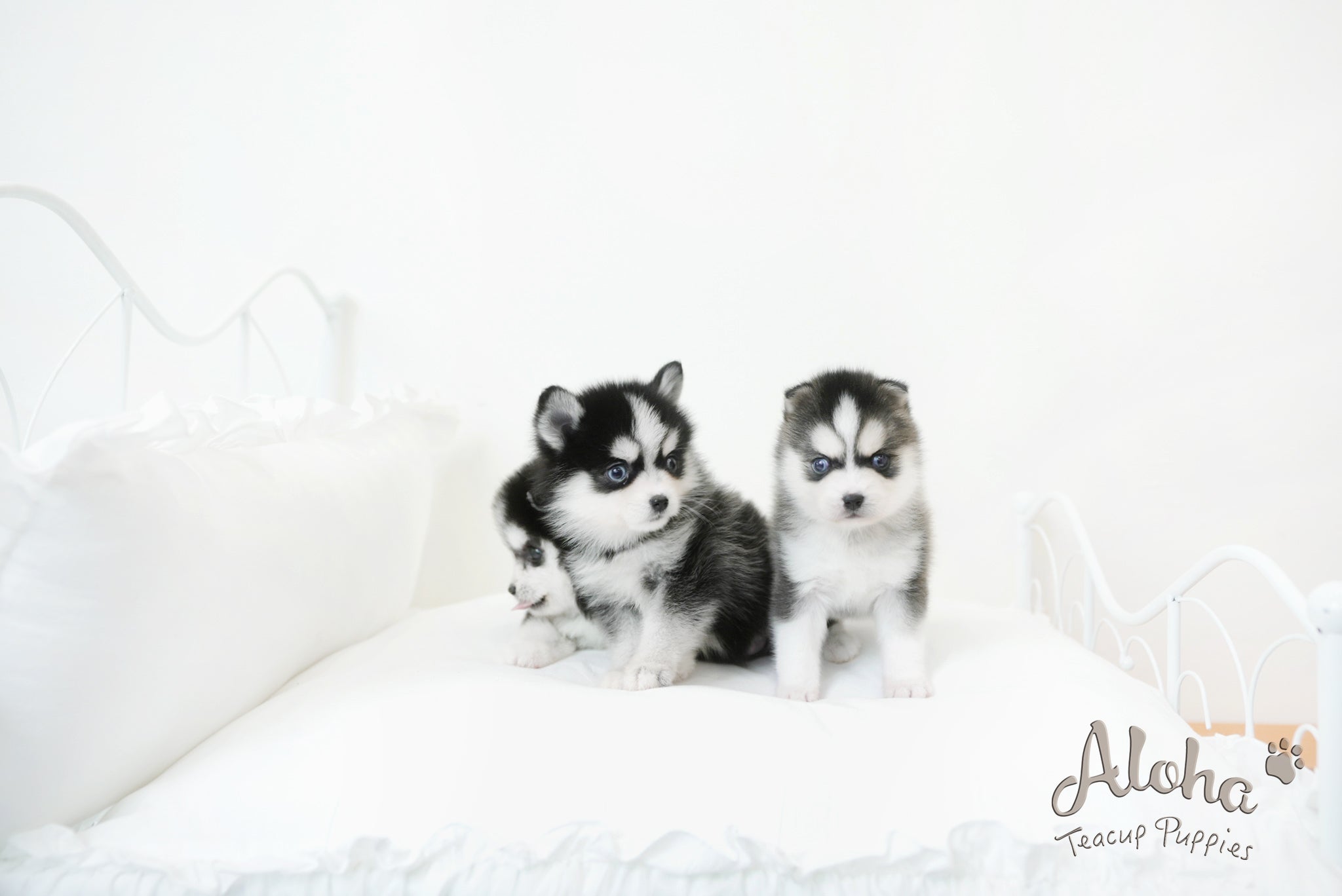 Emma&Edison [TEACUP POMSKY]
