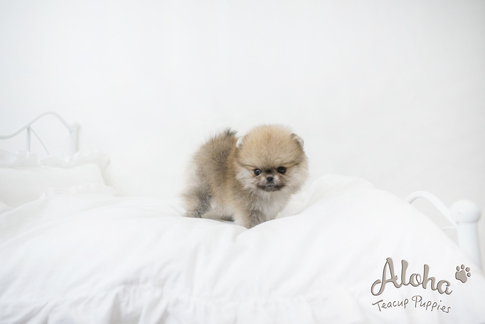 Sally [TEACUP POMERANIAN]
