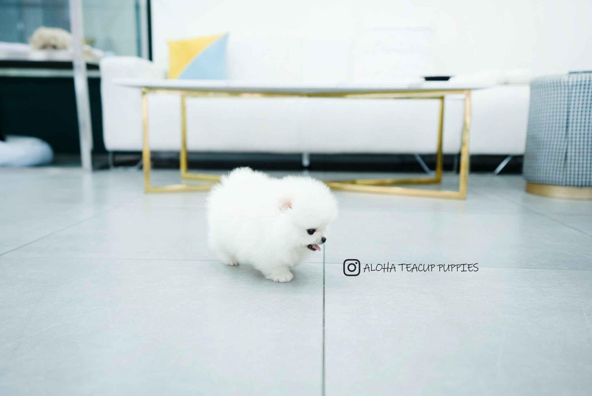 Bono [TEACUP POMERANIAN]