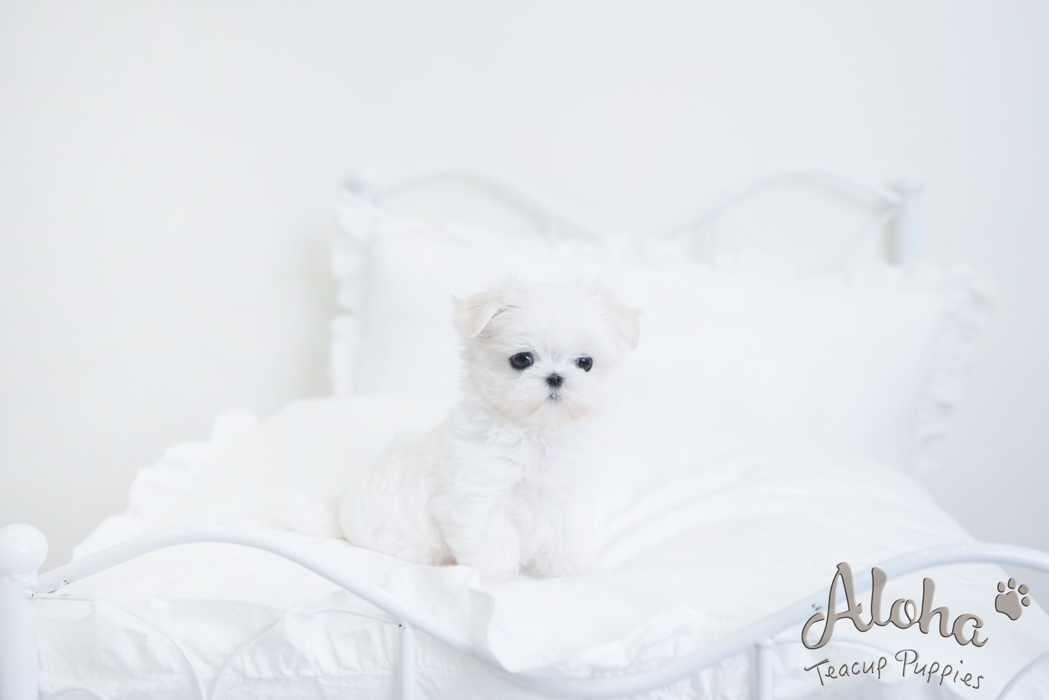 Hermes [TEACUP MALTESE]