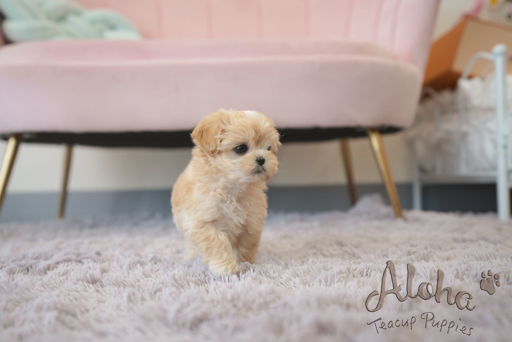 Mila [TEACUP Maltipoo]