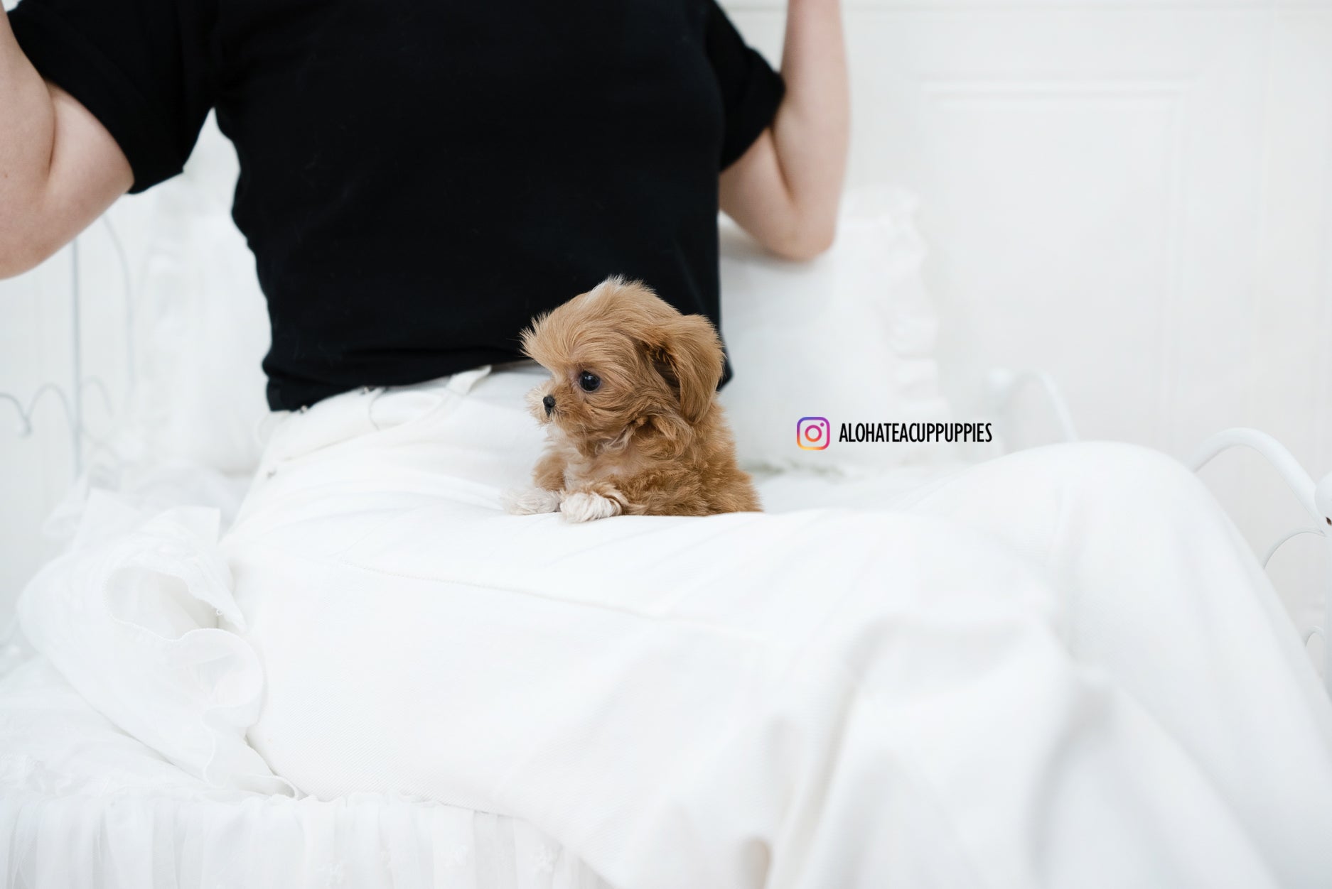 Nora [TEACUP MALTIPOO]