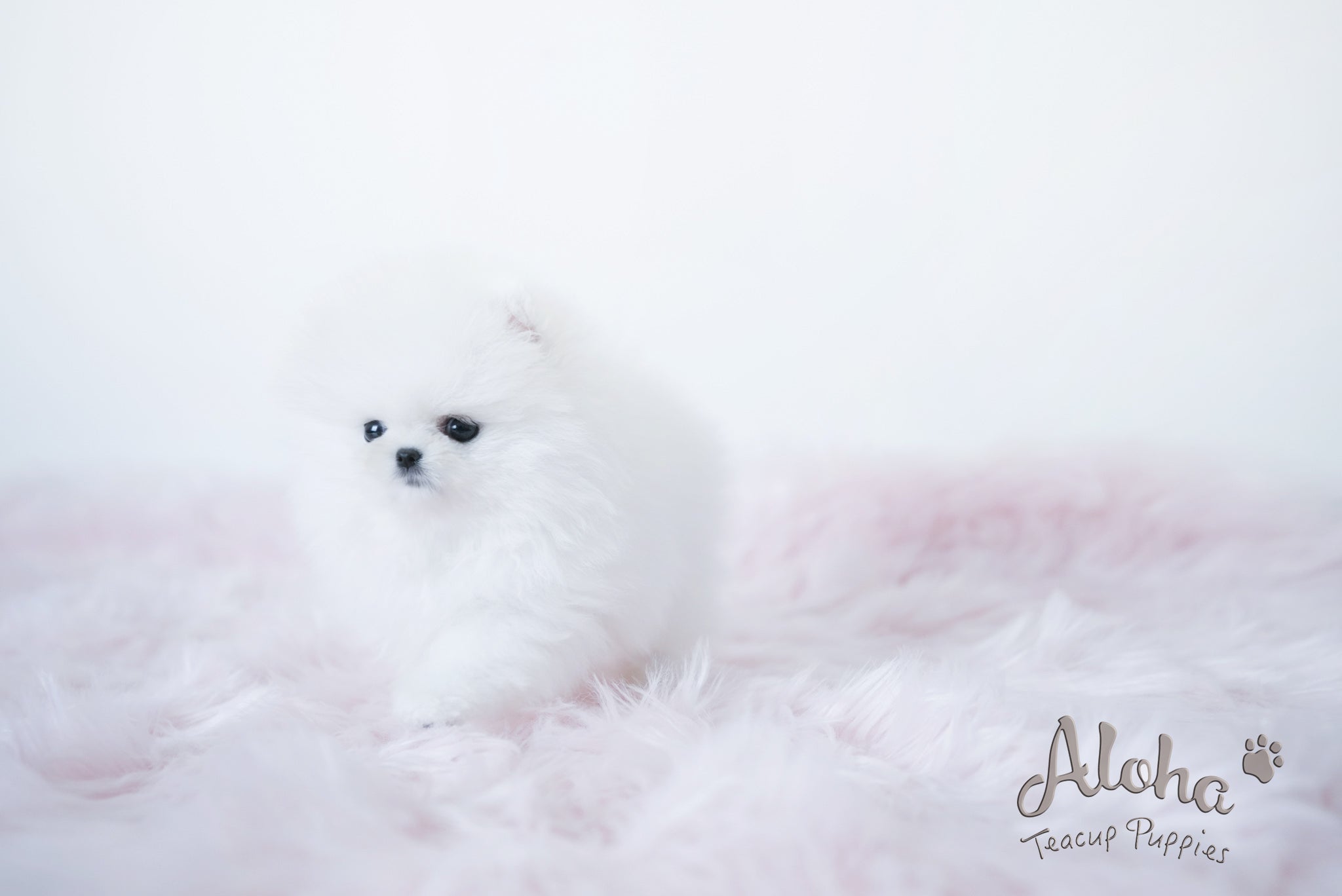 Daisy [TEACUP POMERANIAN]