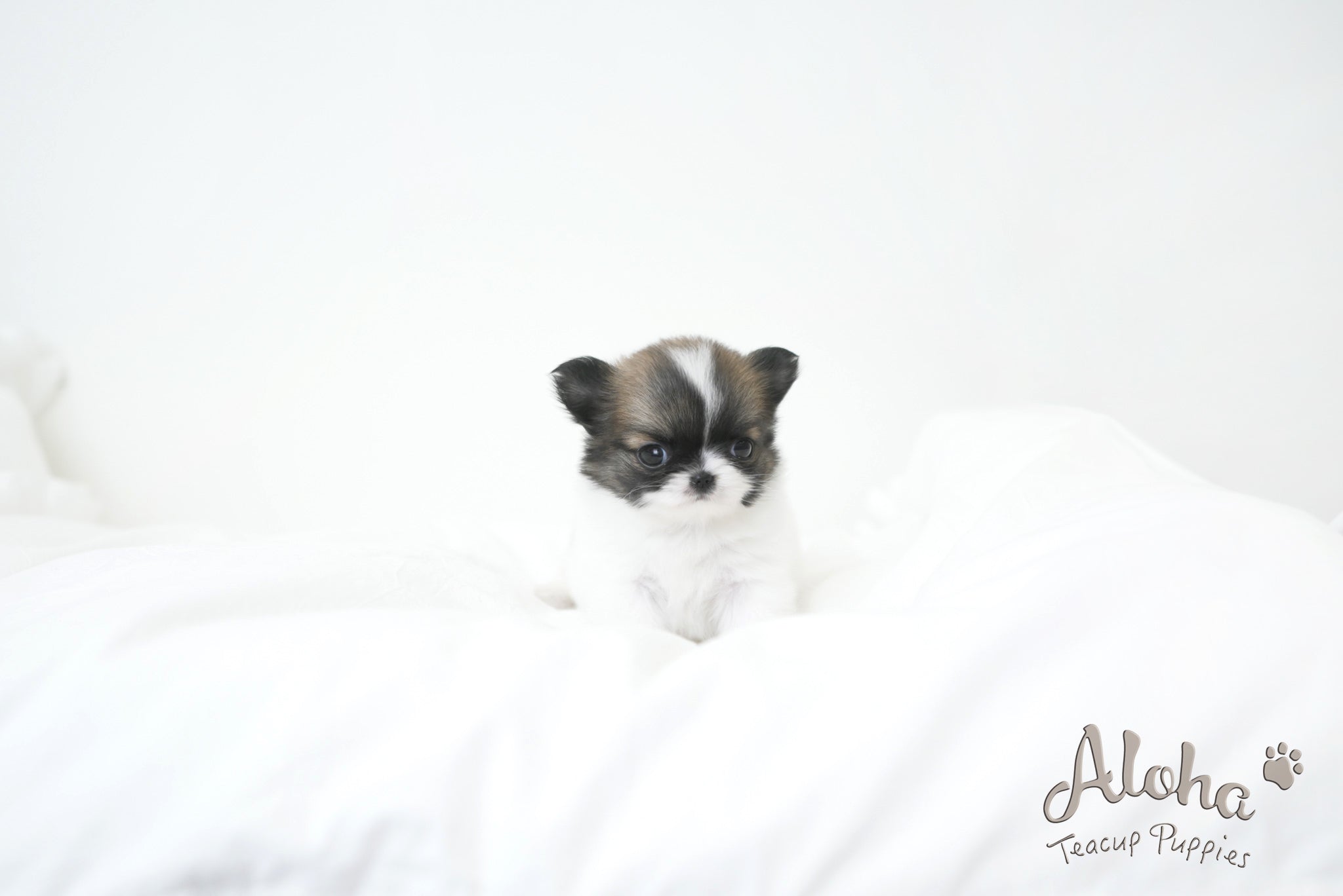 Cherry [TEACUP CHIHUAHUA]