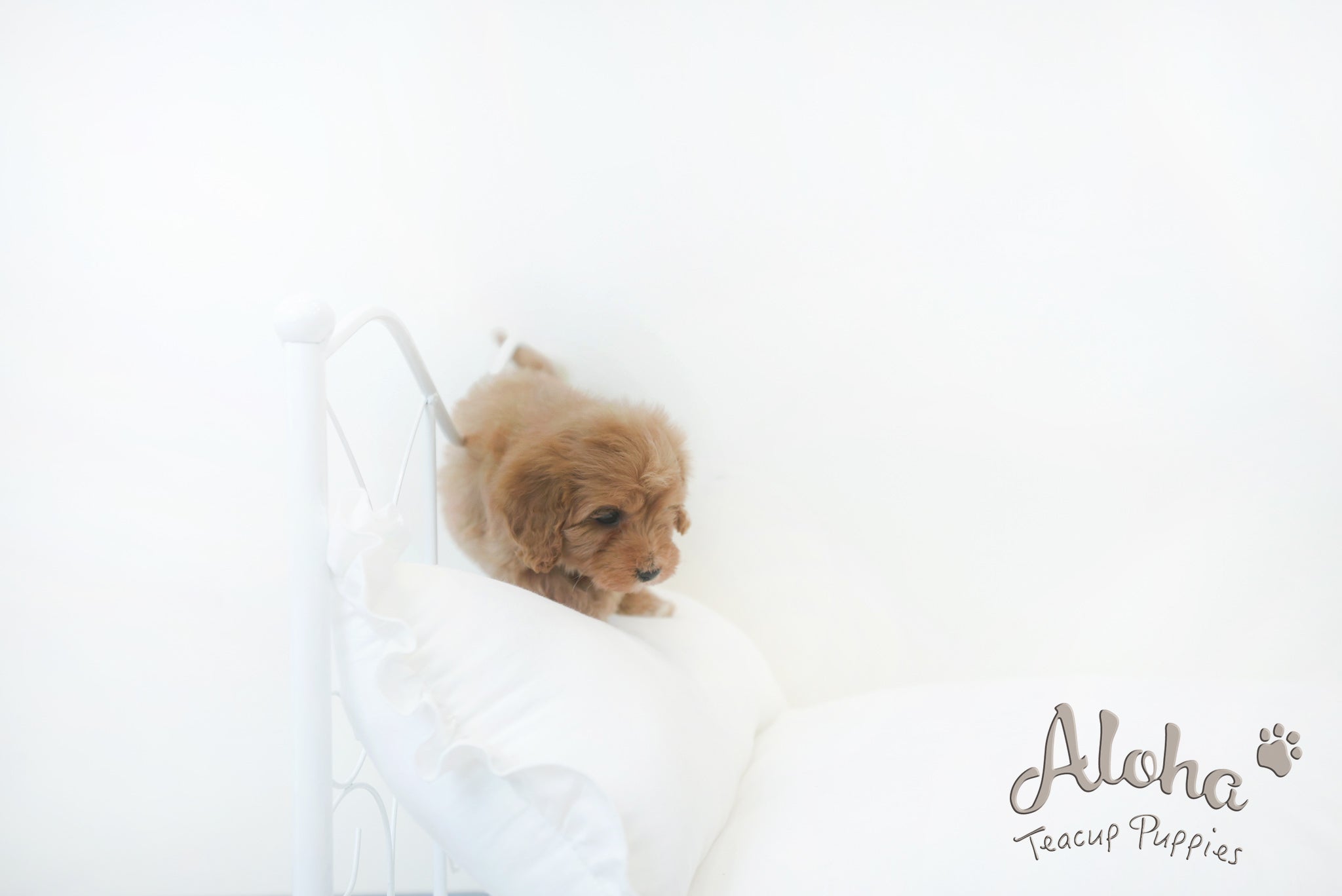 Harry [Mini golden doodle]