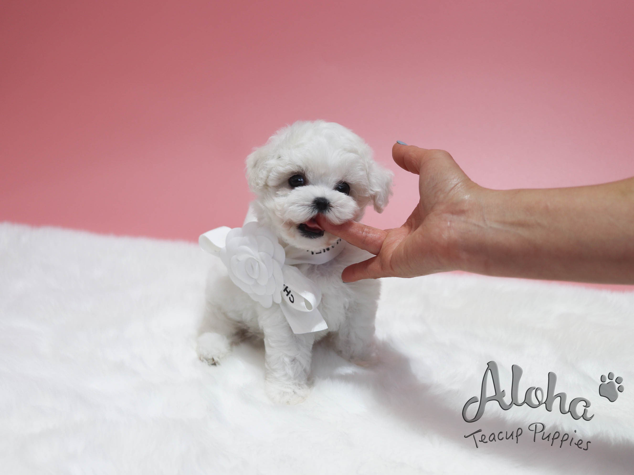 CHANEL [TEACUP BICHON]
