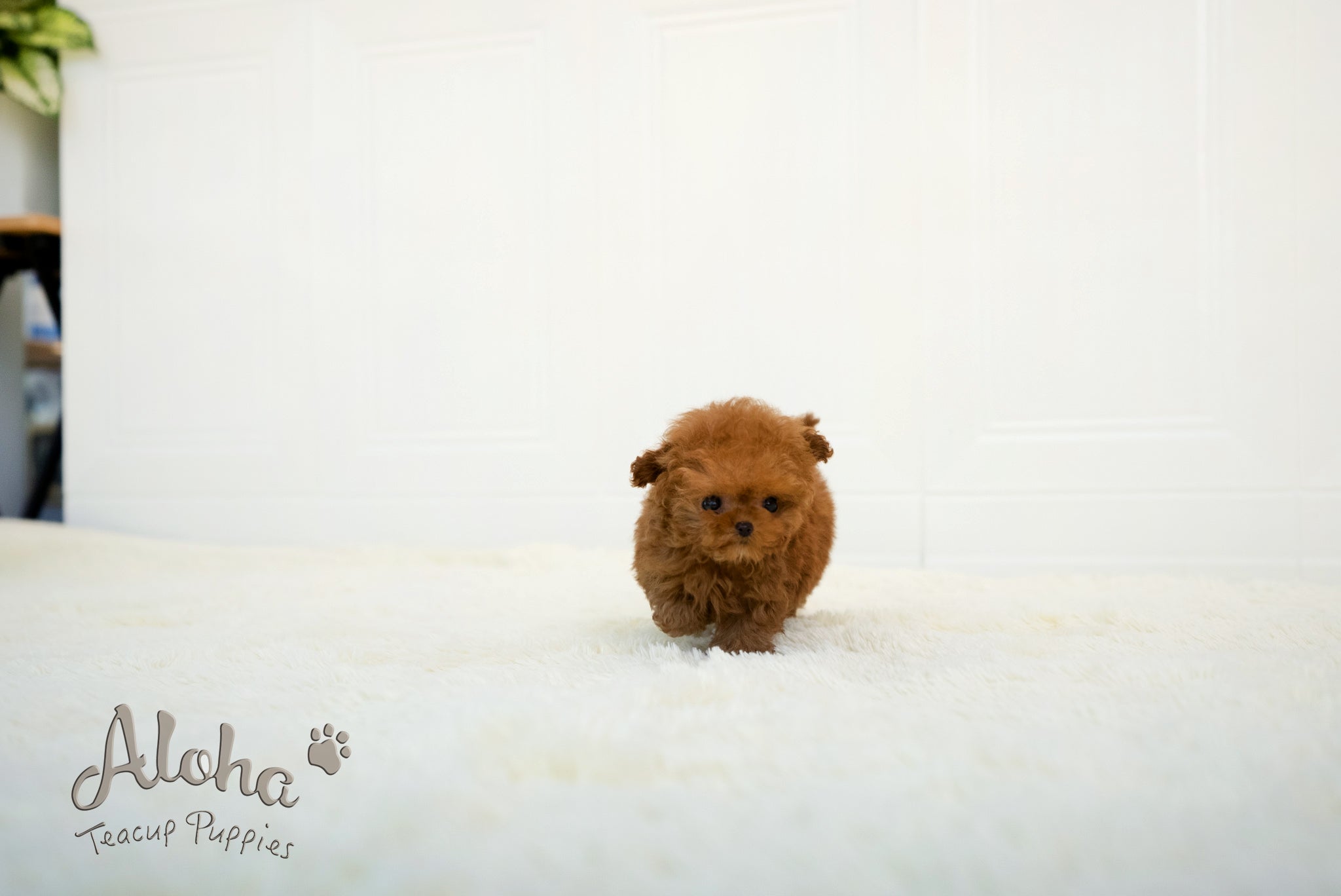 Thor [TEACUP POODLE]