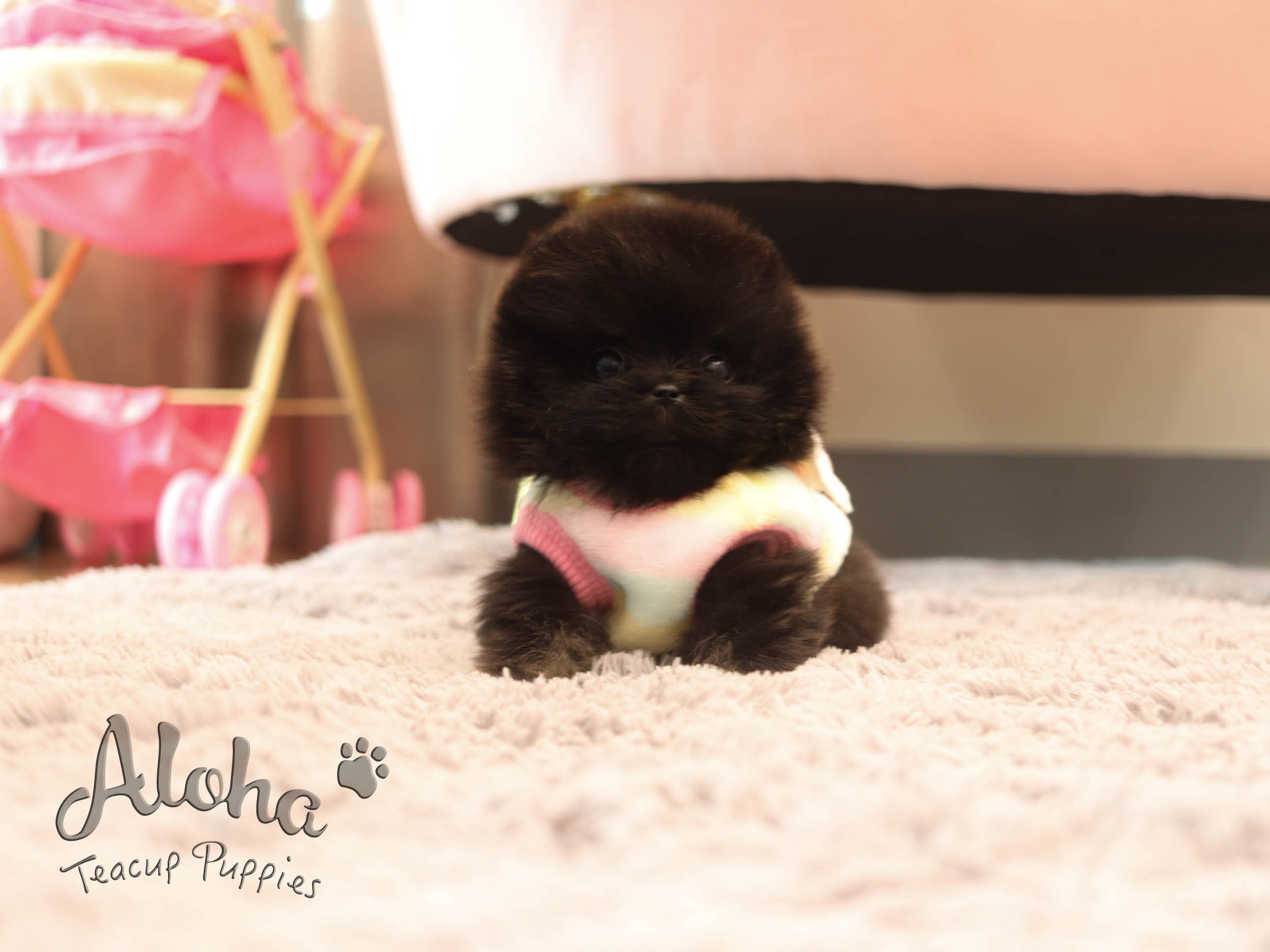Atom [TEACUP POMERANIAN]