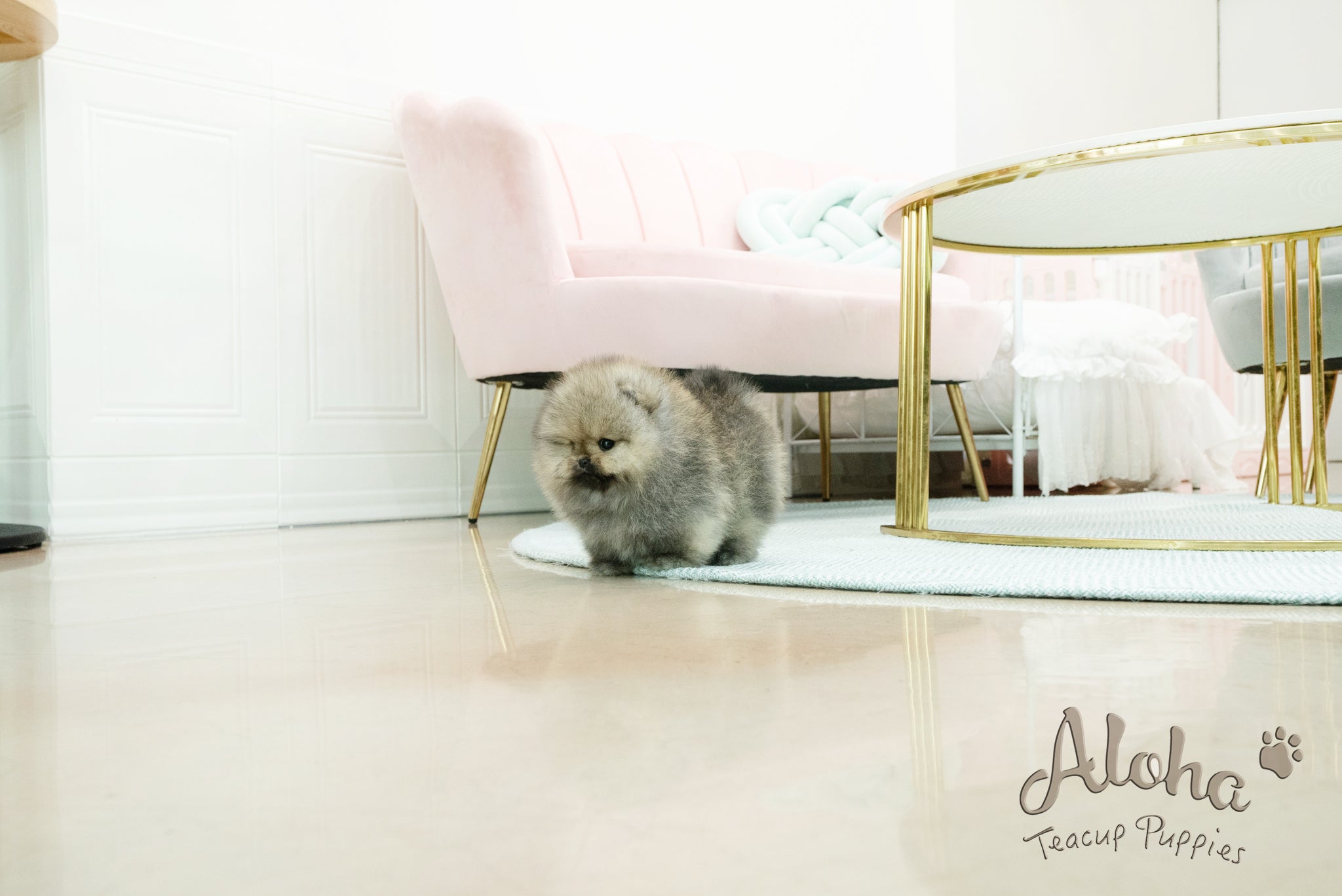 Gideon [TEACUP POMERANIAN]