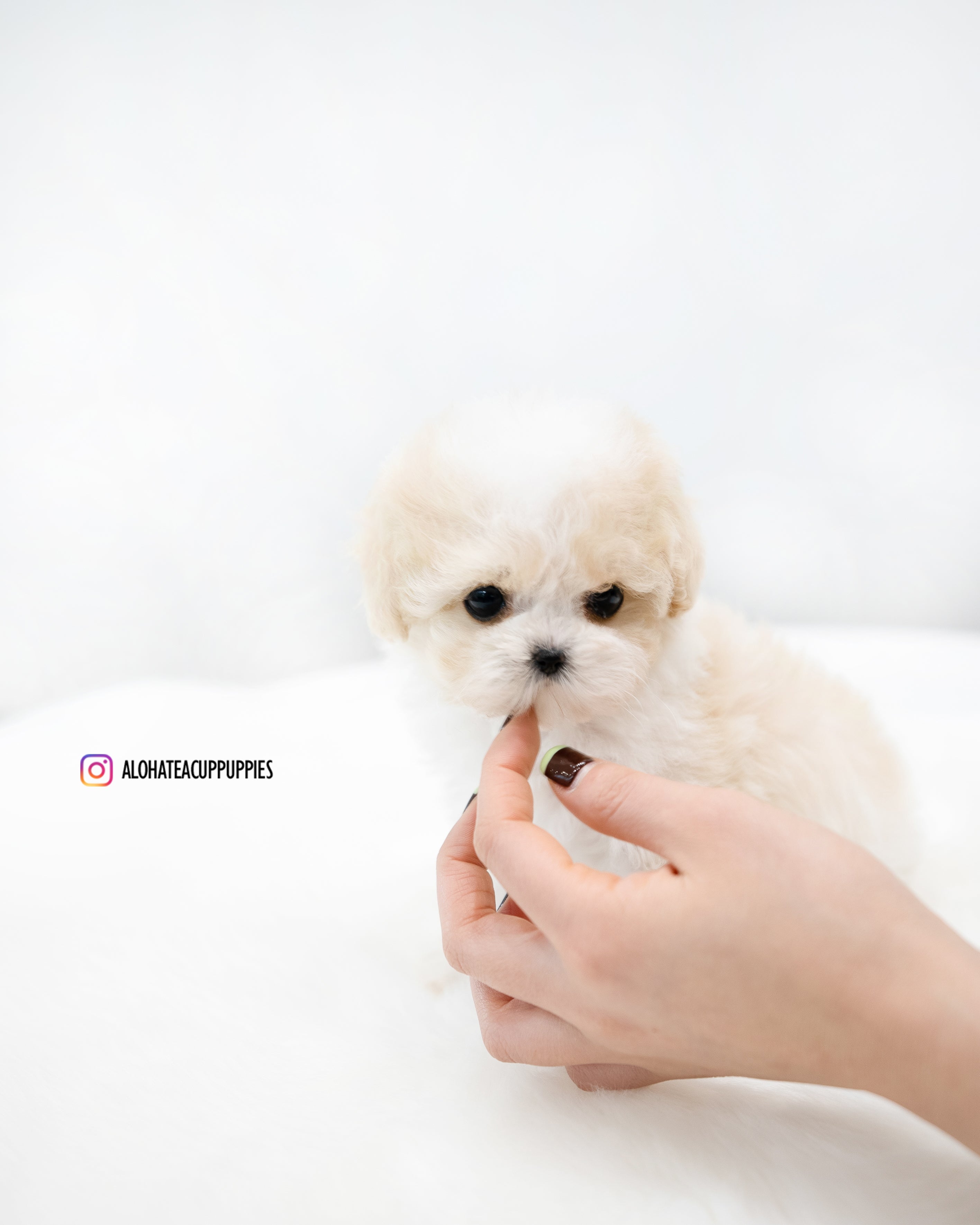 Rory [TEACUP POODLE]