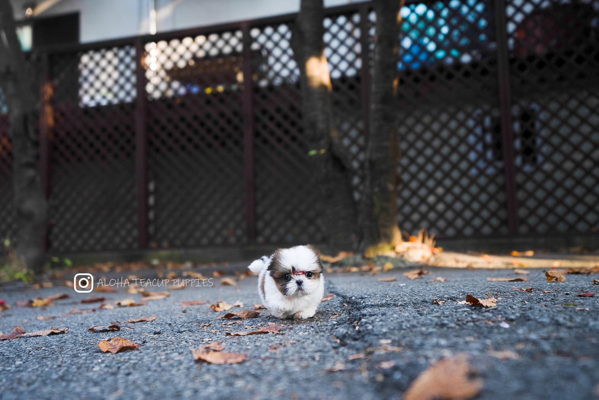 Maya [TEACUP SHIHTZU]