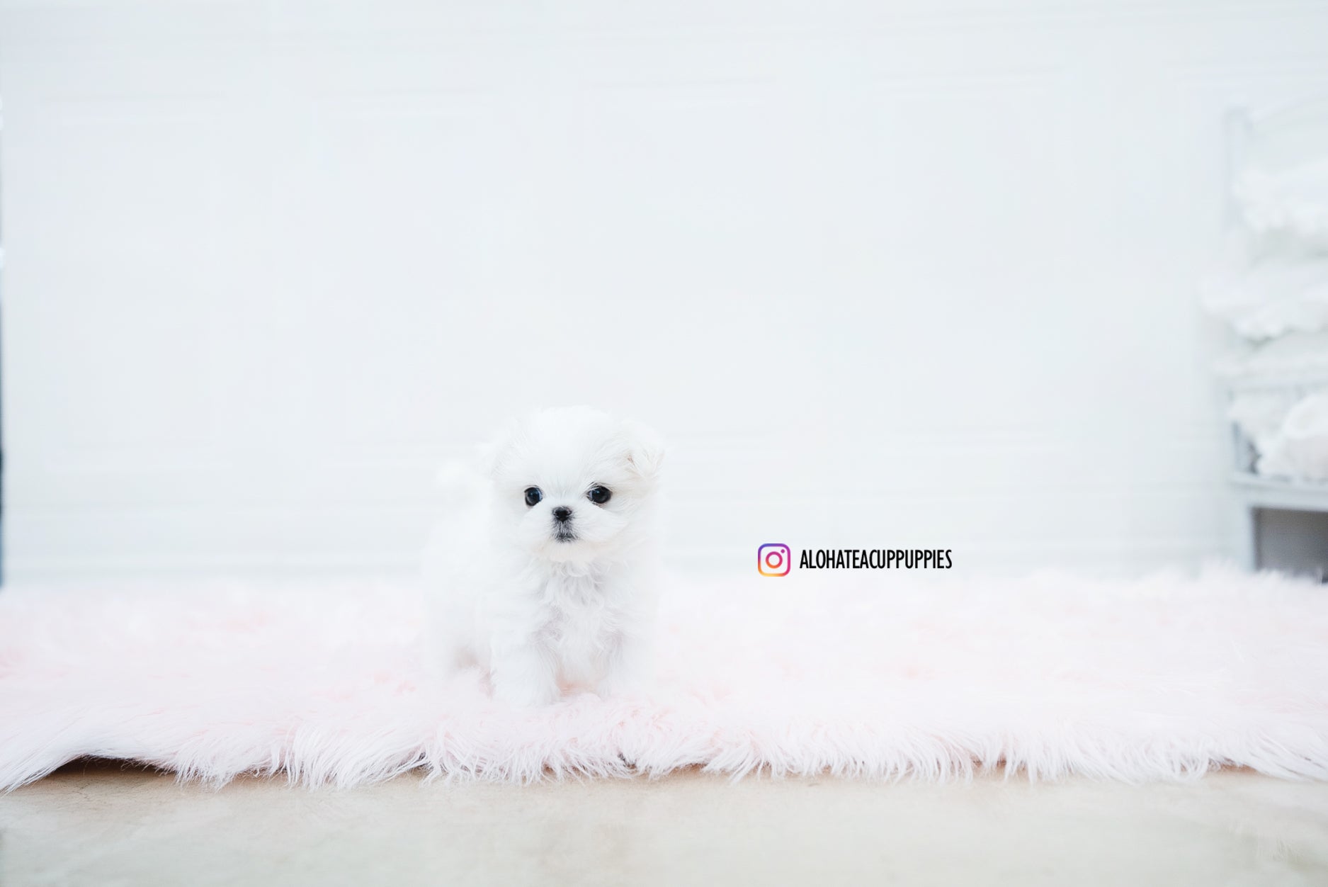 Aurora [TEACUP MALTESE]