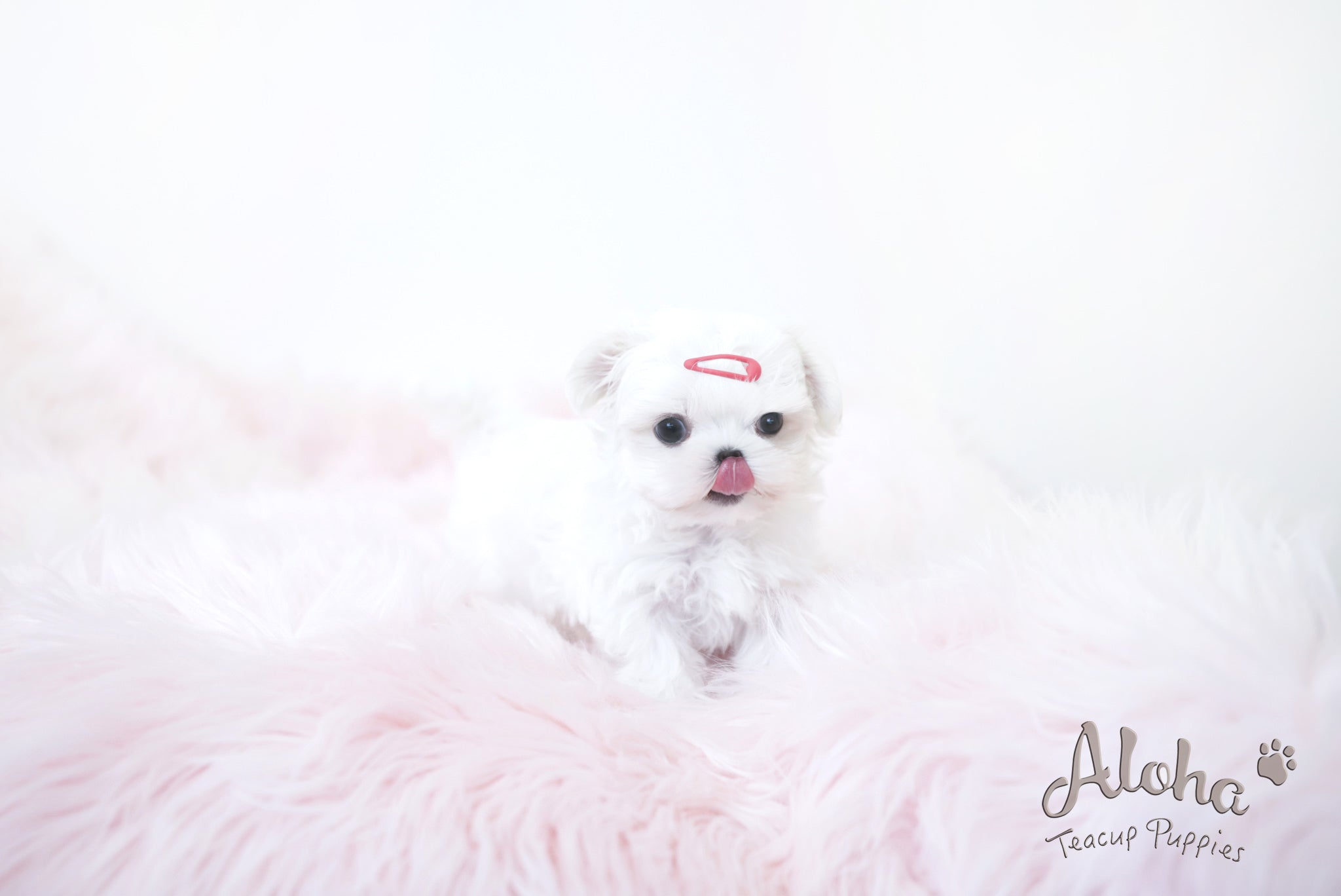 MARY [TEACUP MALTESE]