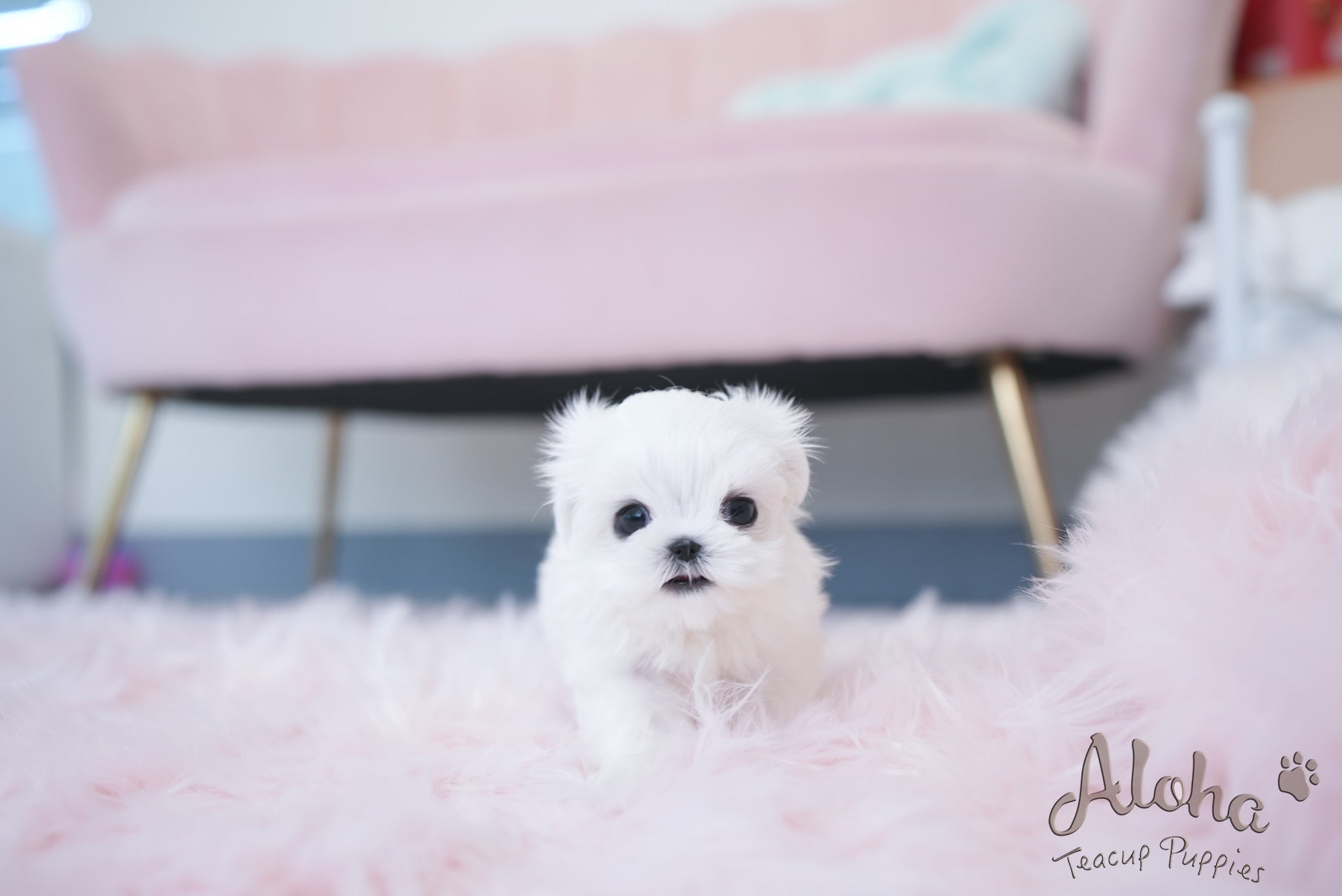 Iris [TEACUP MALTESE]