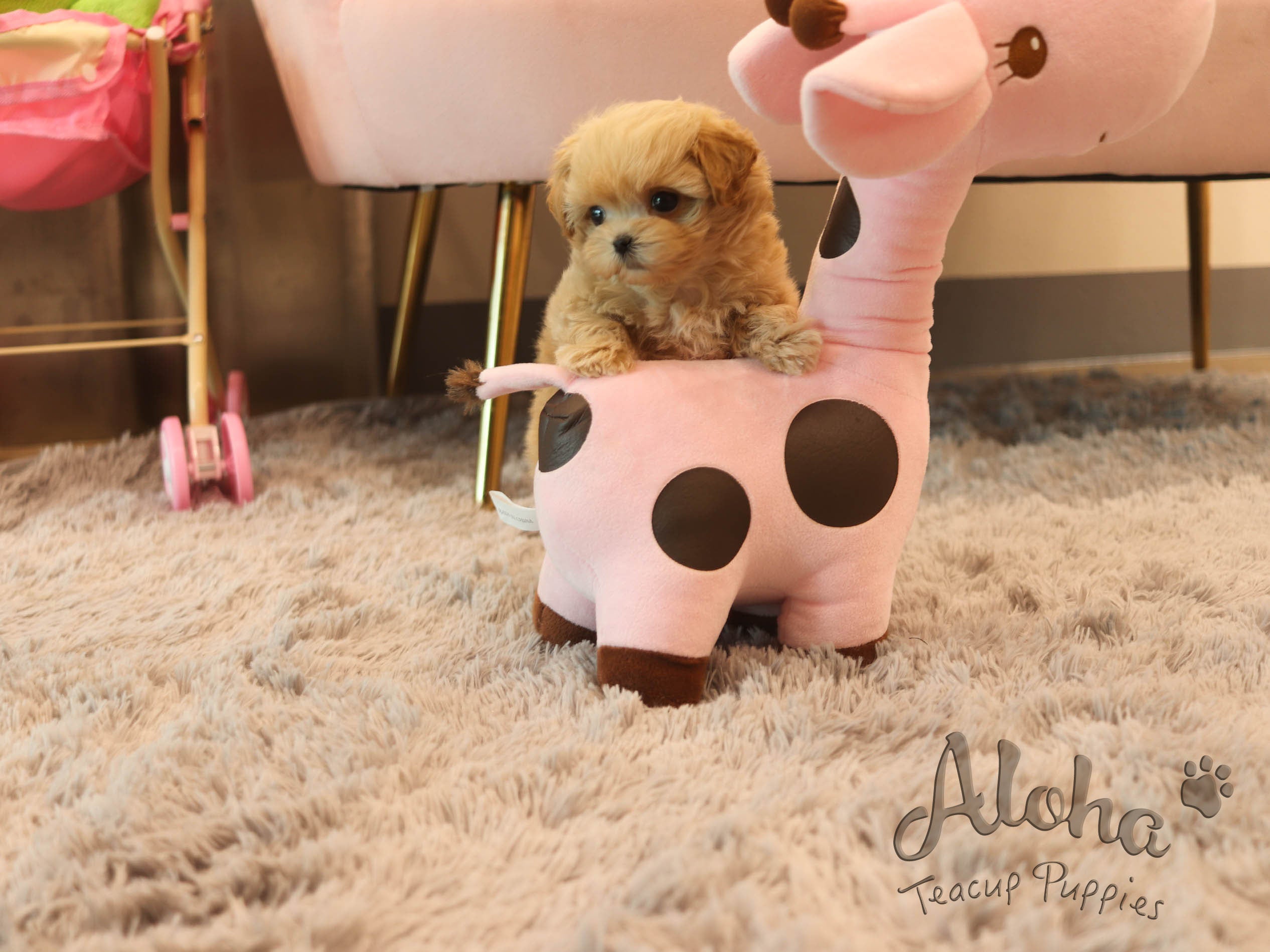 Mango [TEACUP MALTIPOO]