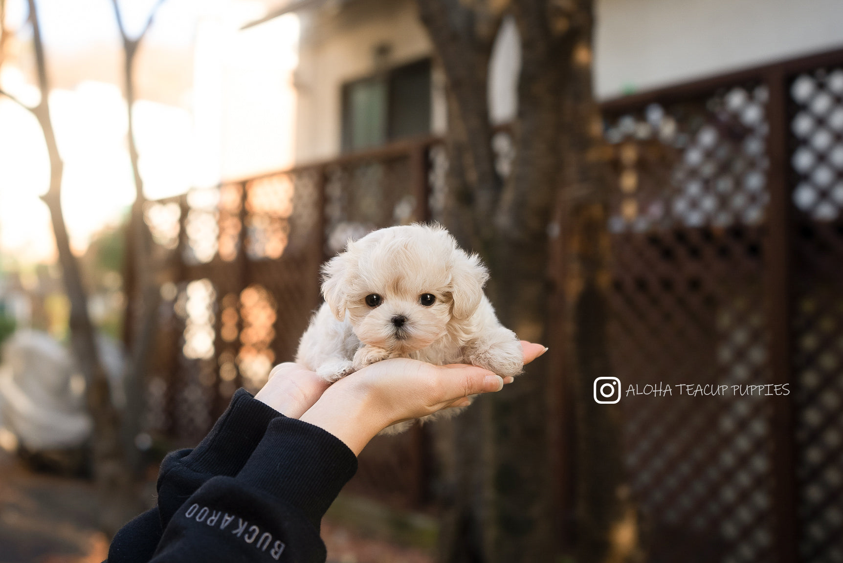 Vivian [TEACUP MALTIPOO]