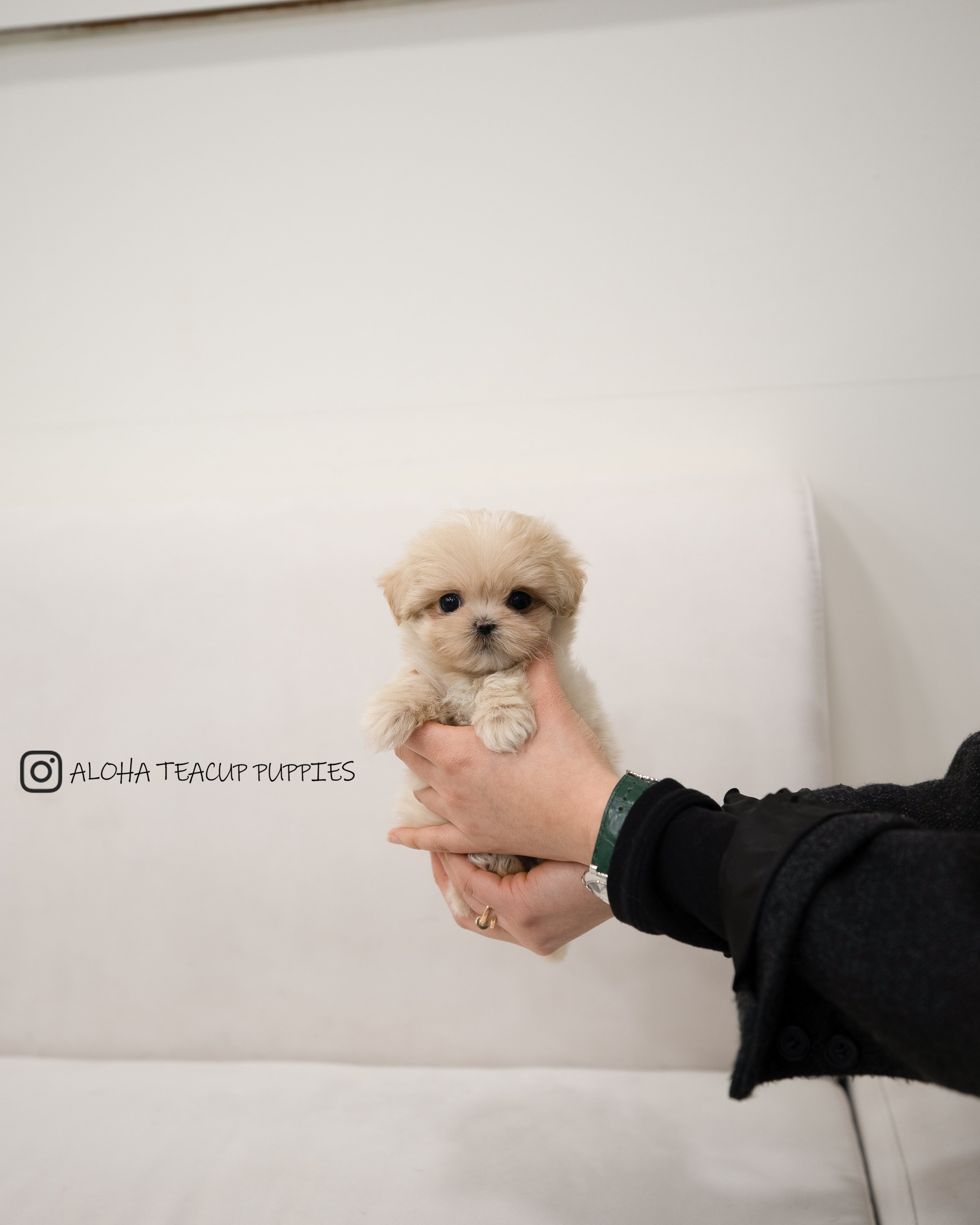 Dawn [MALTIPOO TAZA DE TÉ]