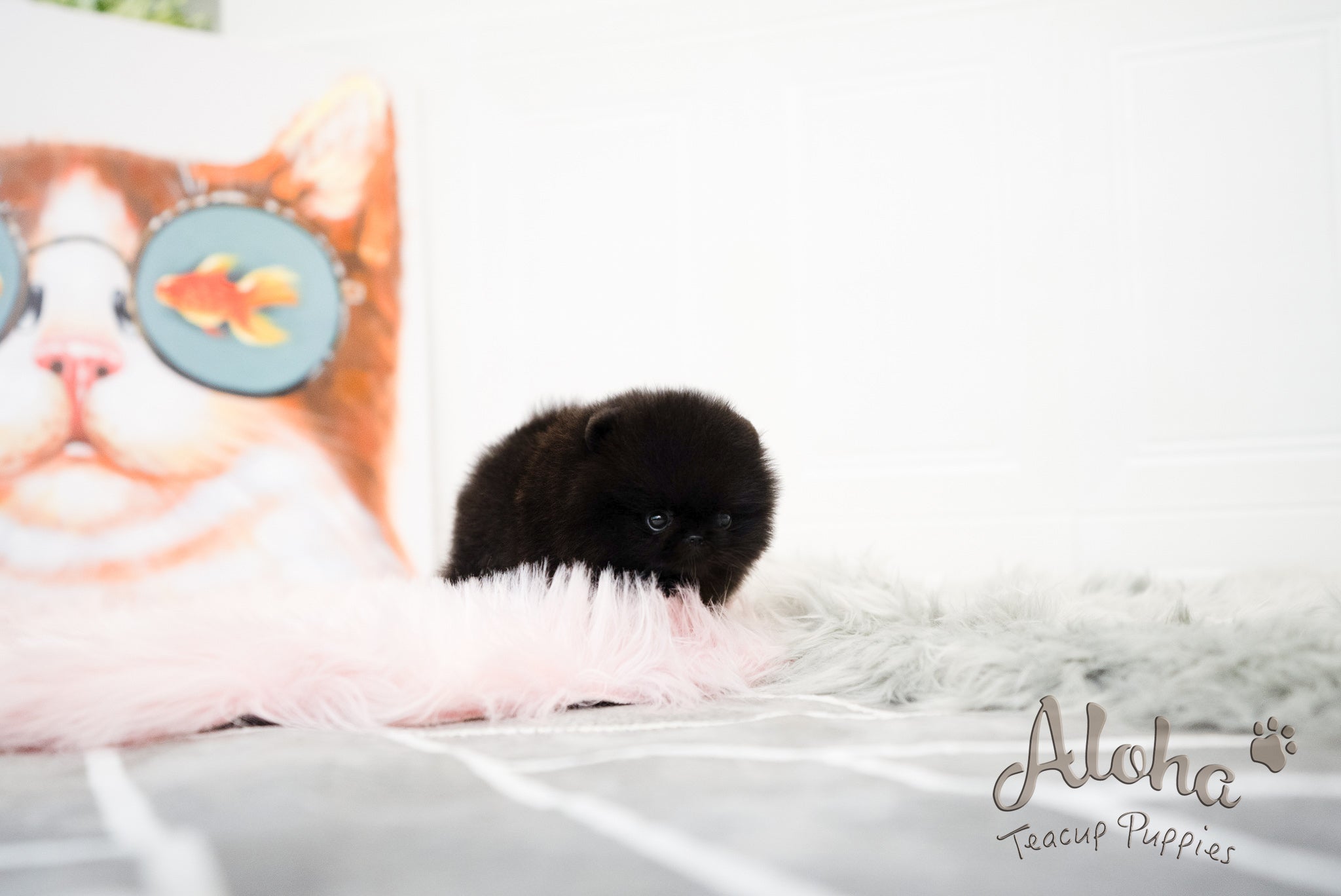 Audrey [TEACUP POMERANIAN]