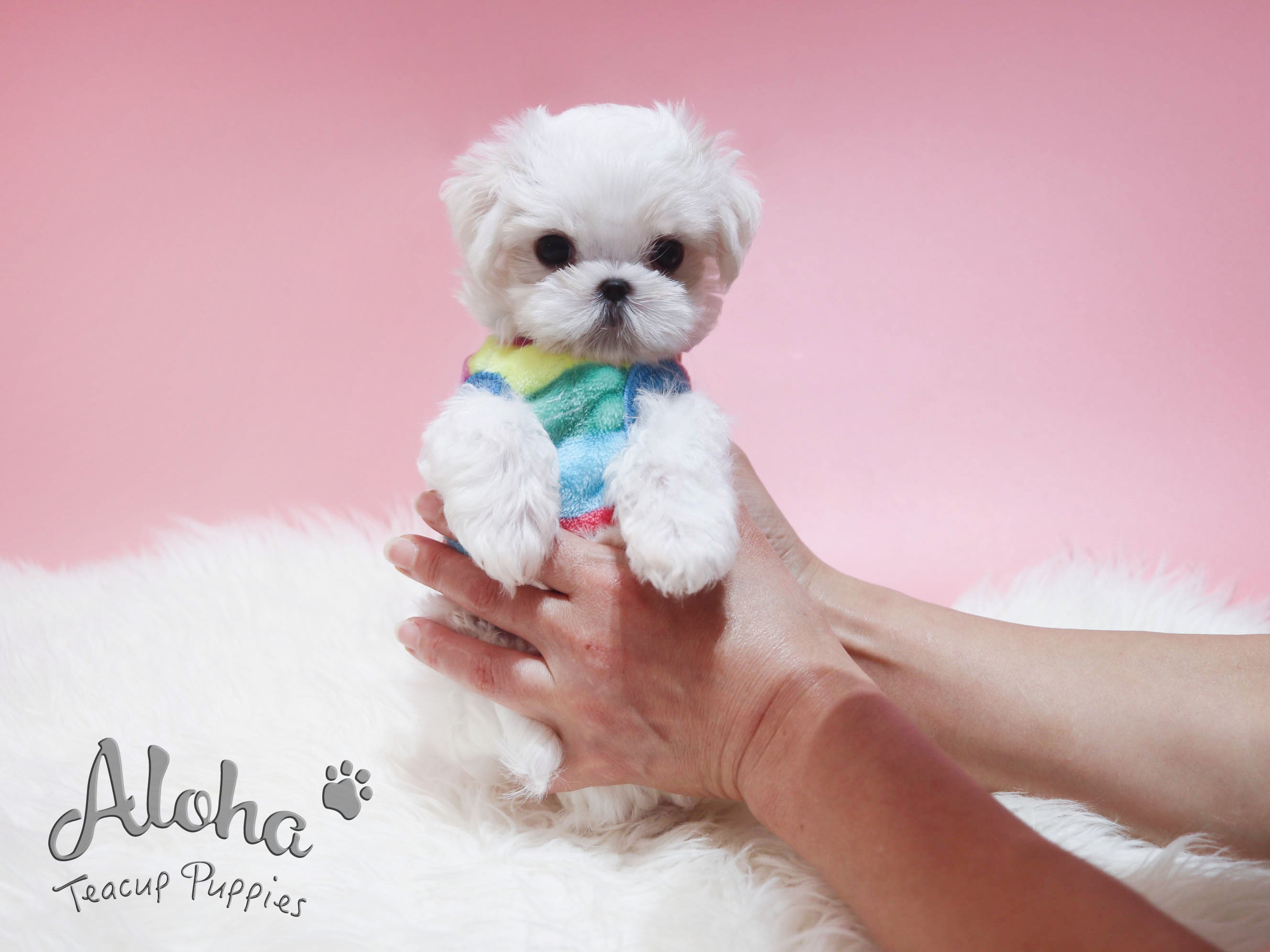 Jimmy&Choo [TEACUP Maltese]