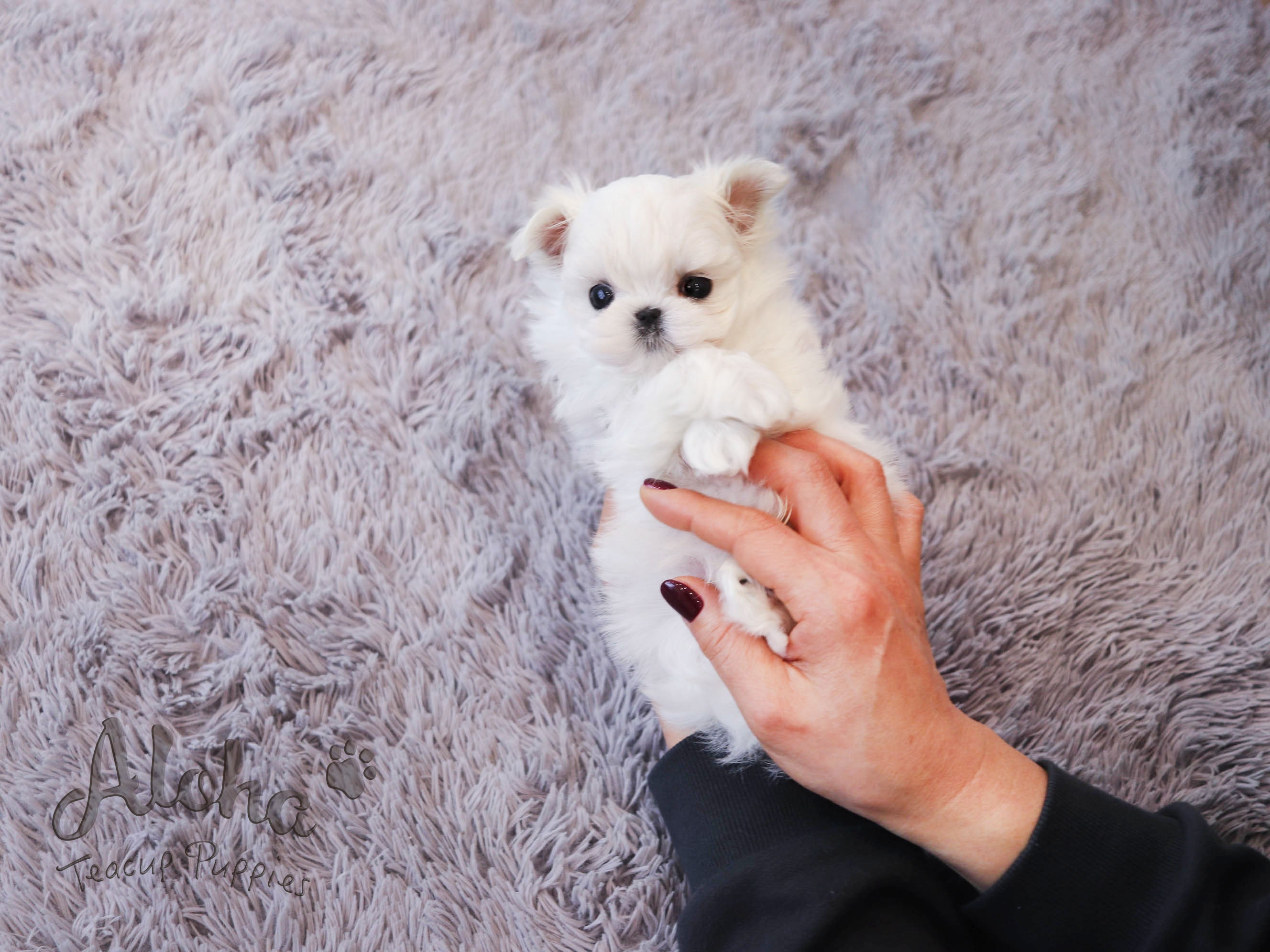 Zeus [TEACUP MALTESE]