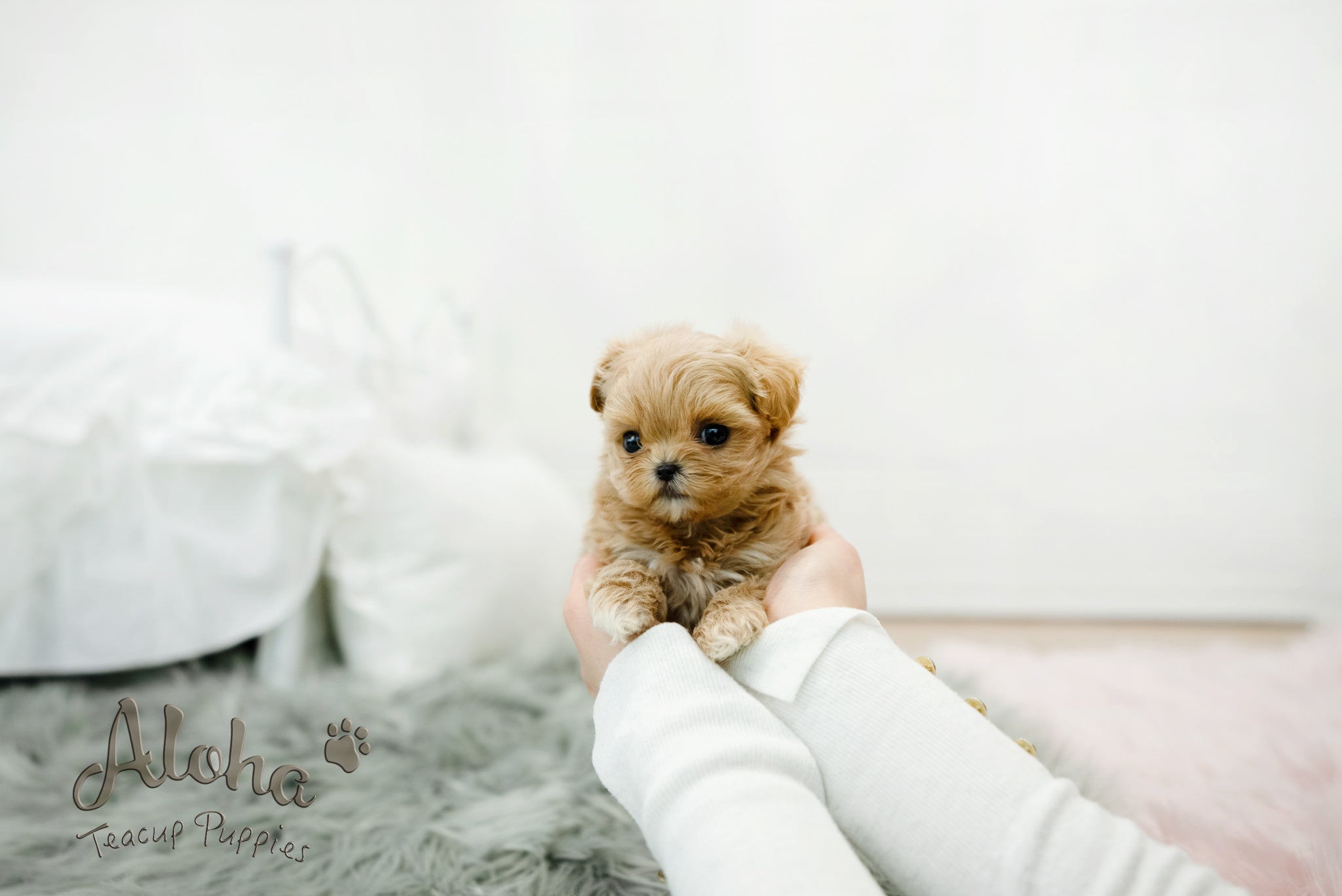 Leo [TEACUP MALTIPOO]