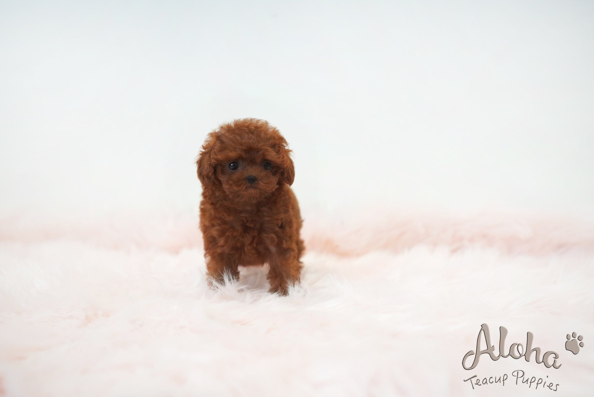 Hershey [TEACUP POODLE]