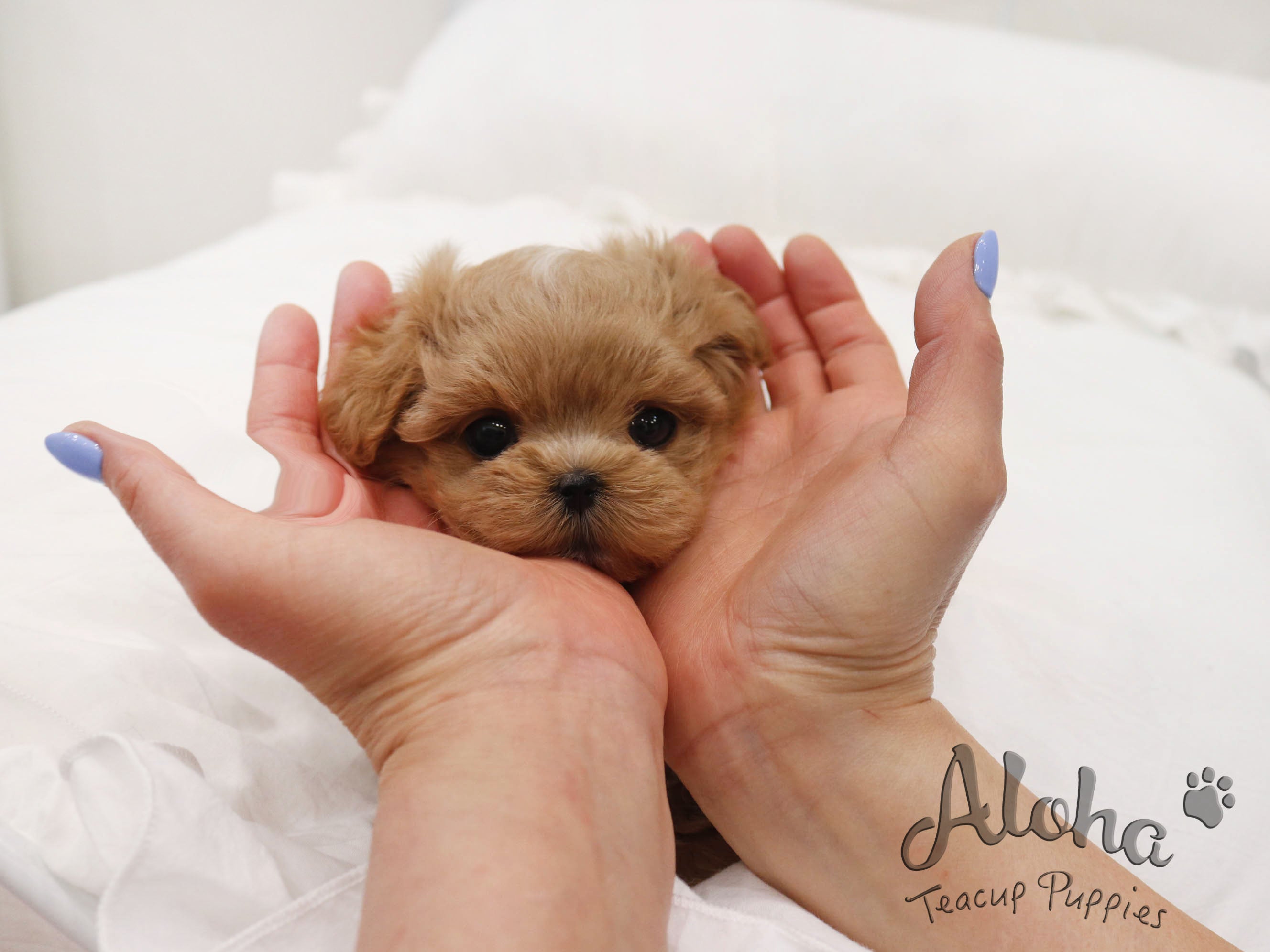 MOCHA [TEACUP MALTIPOO]